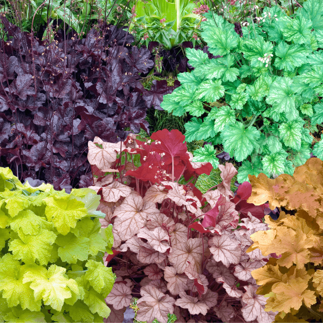 Multiple Coral Bells with Variety of Foliage Color Potted