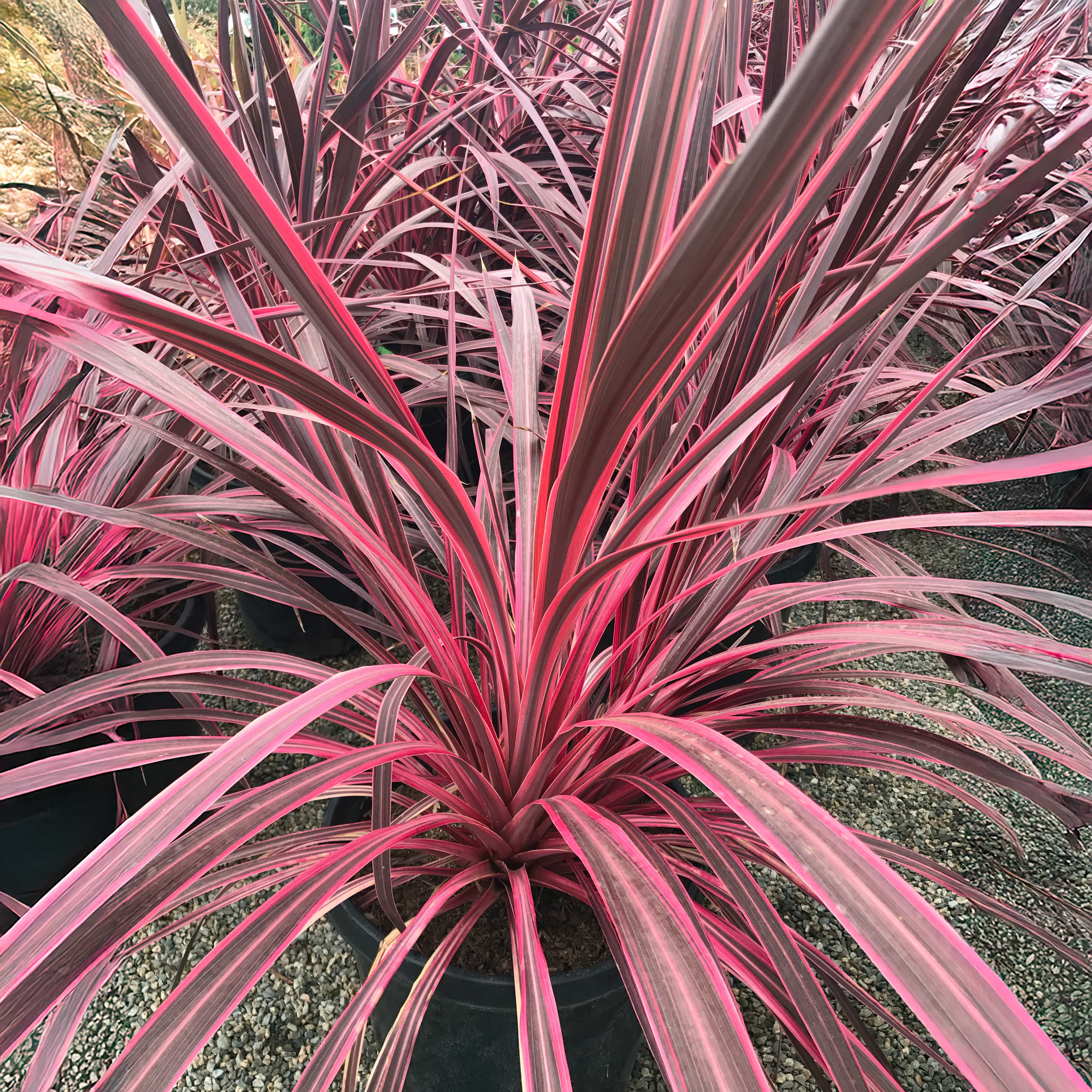 Cordyline Pink Electric