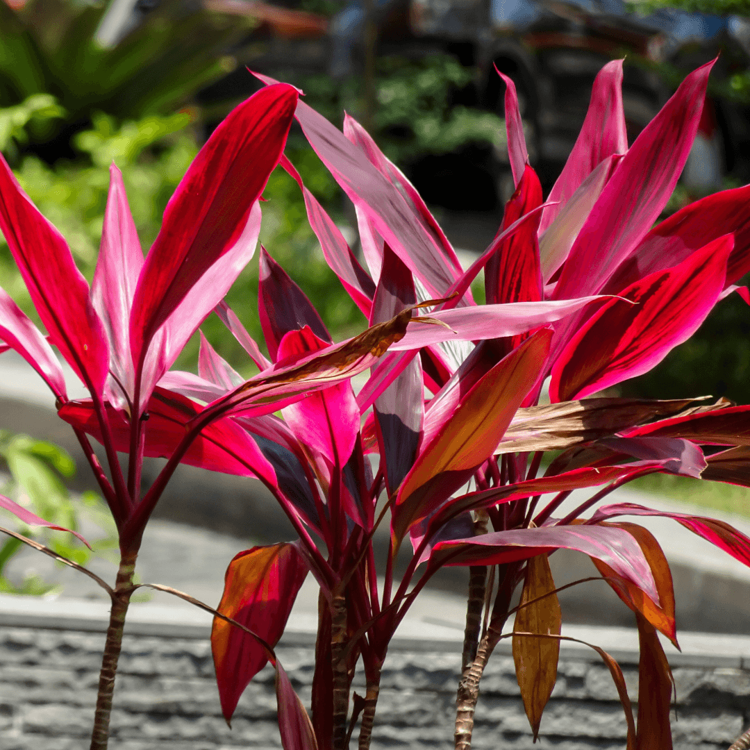 Colorful Cordyline Plant Potted