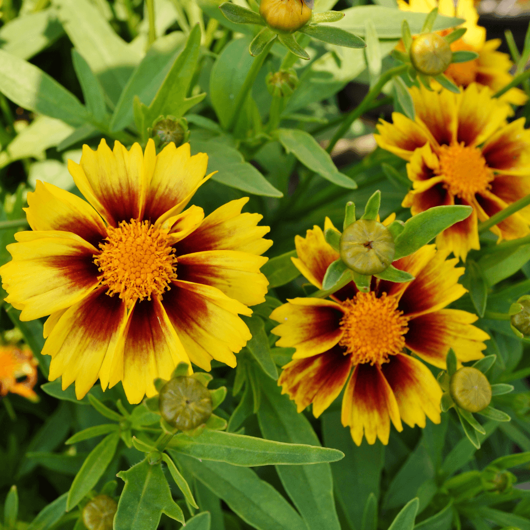 Beautiful Blooming Coreopsis Flower