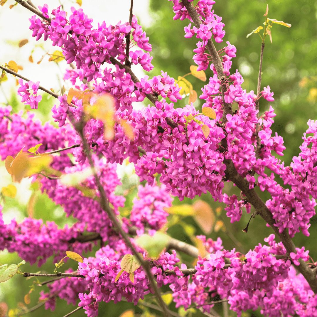 Burgundy Hearts Redbud Tree Blooming with Beautiful Pink Flowers