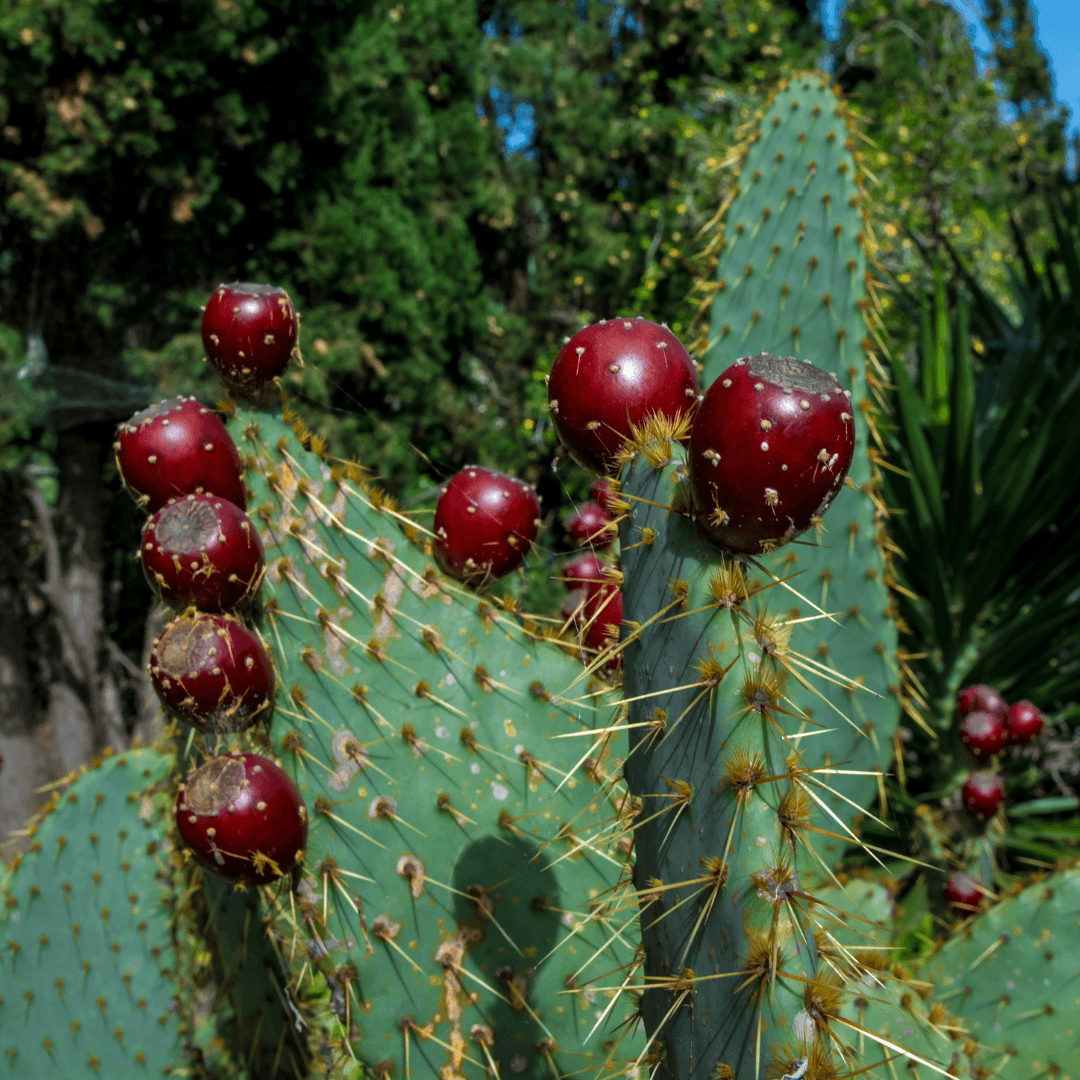 Cow's Tongue Prickly Pear Cactus With Food