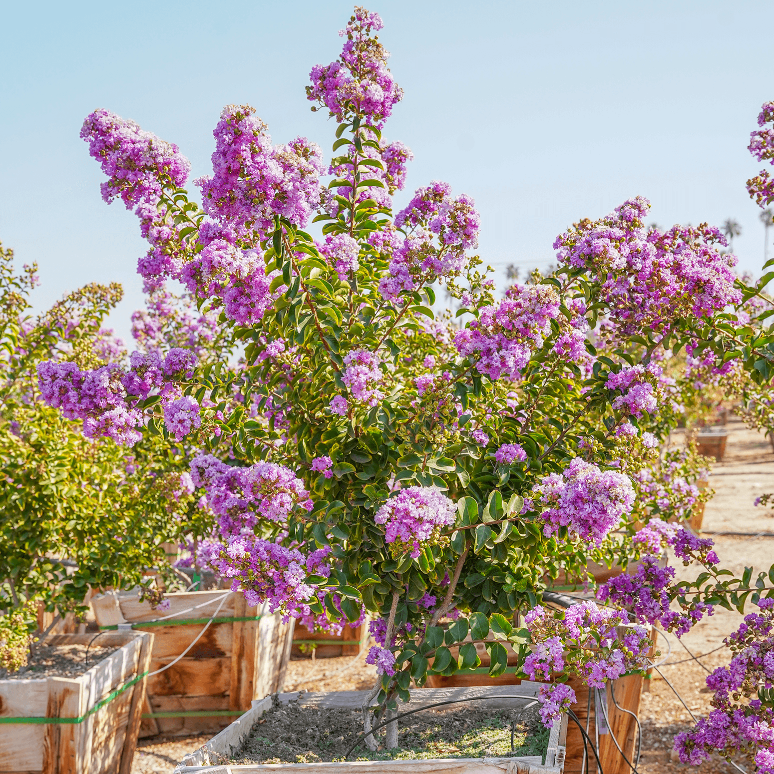 Catawba Crape Myrtle