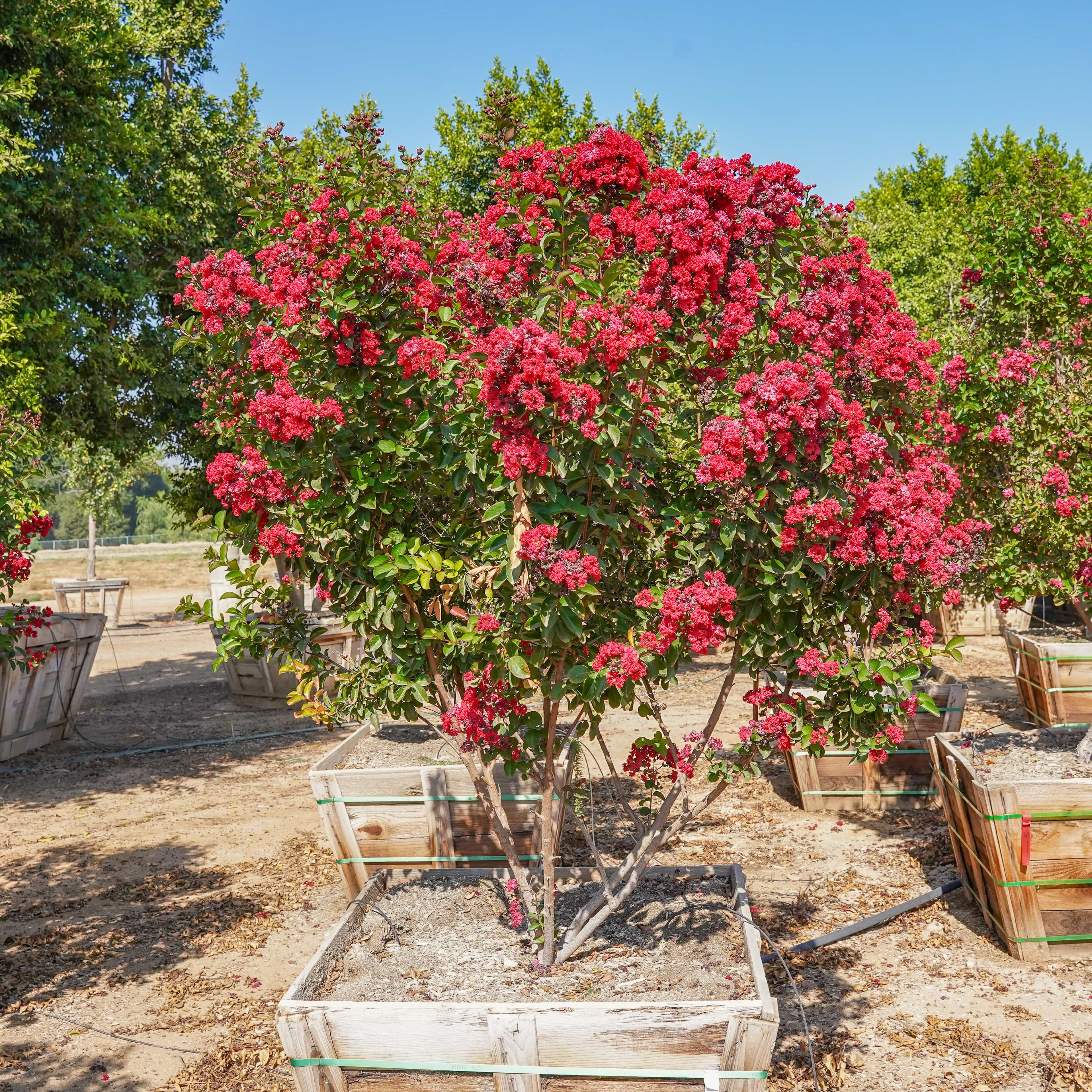 Crape myrtle Dynamite