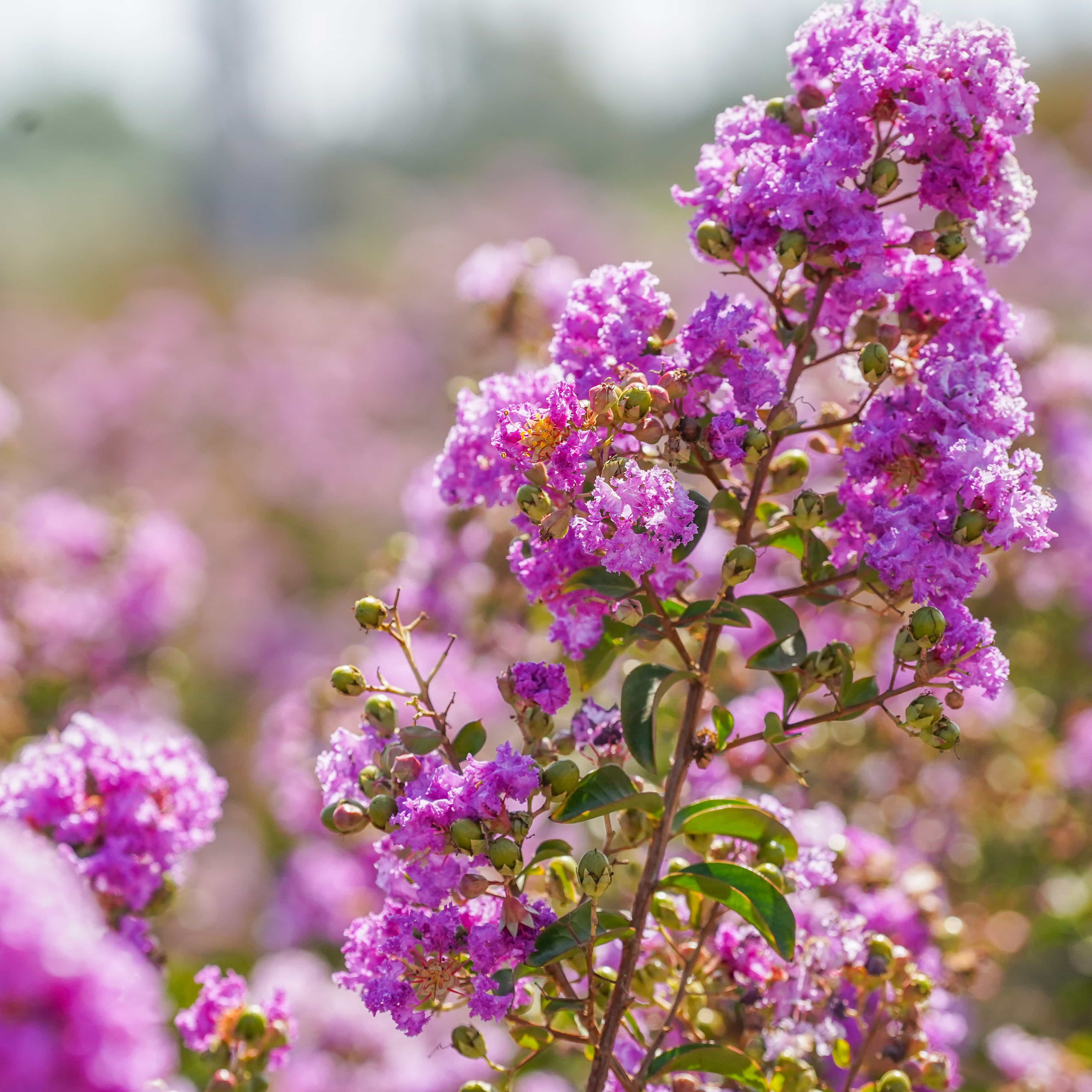 Muskogee Crape Myrtle closeup