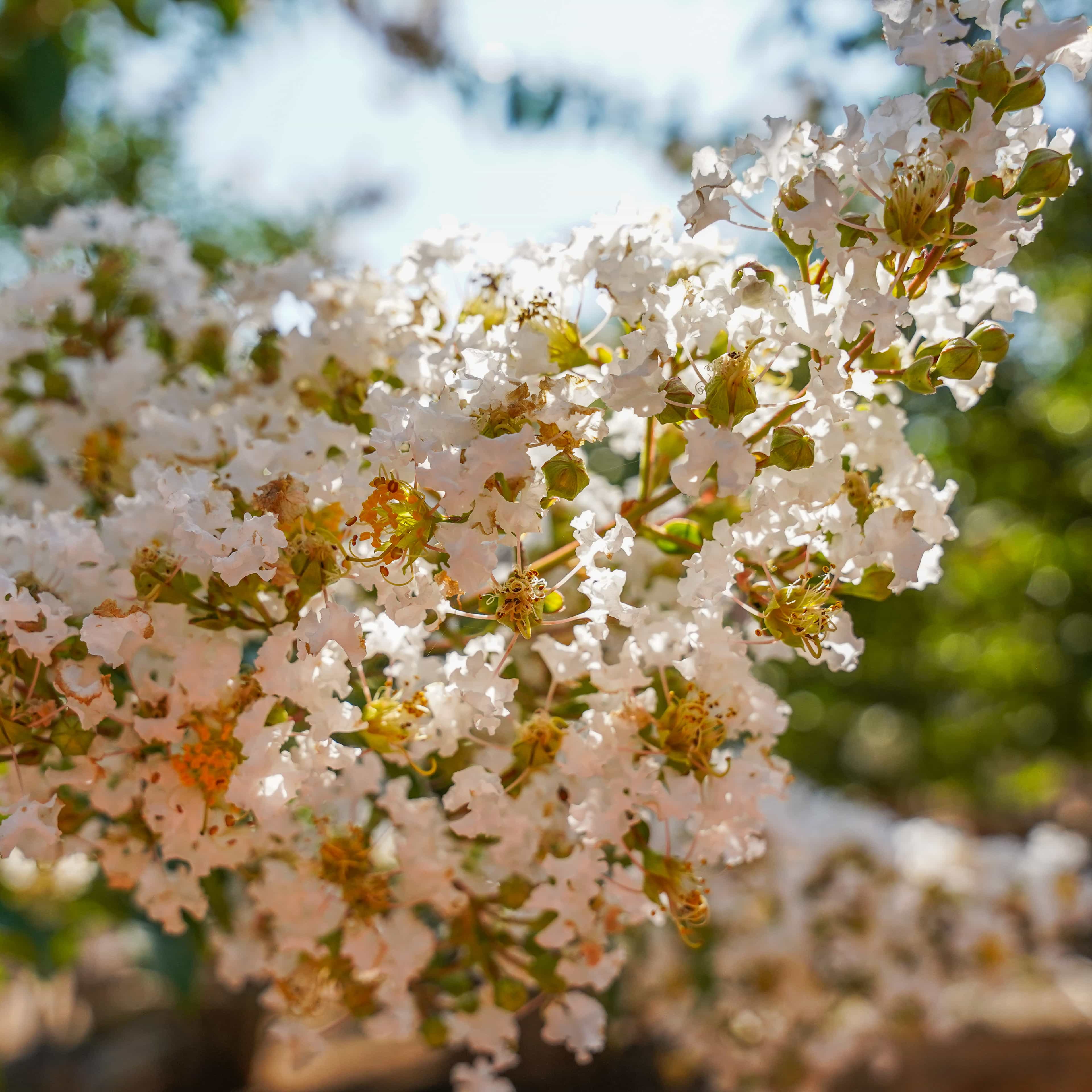 Natchez Crape Myrtle closeup