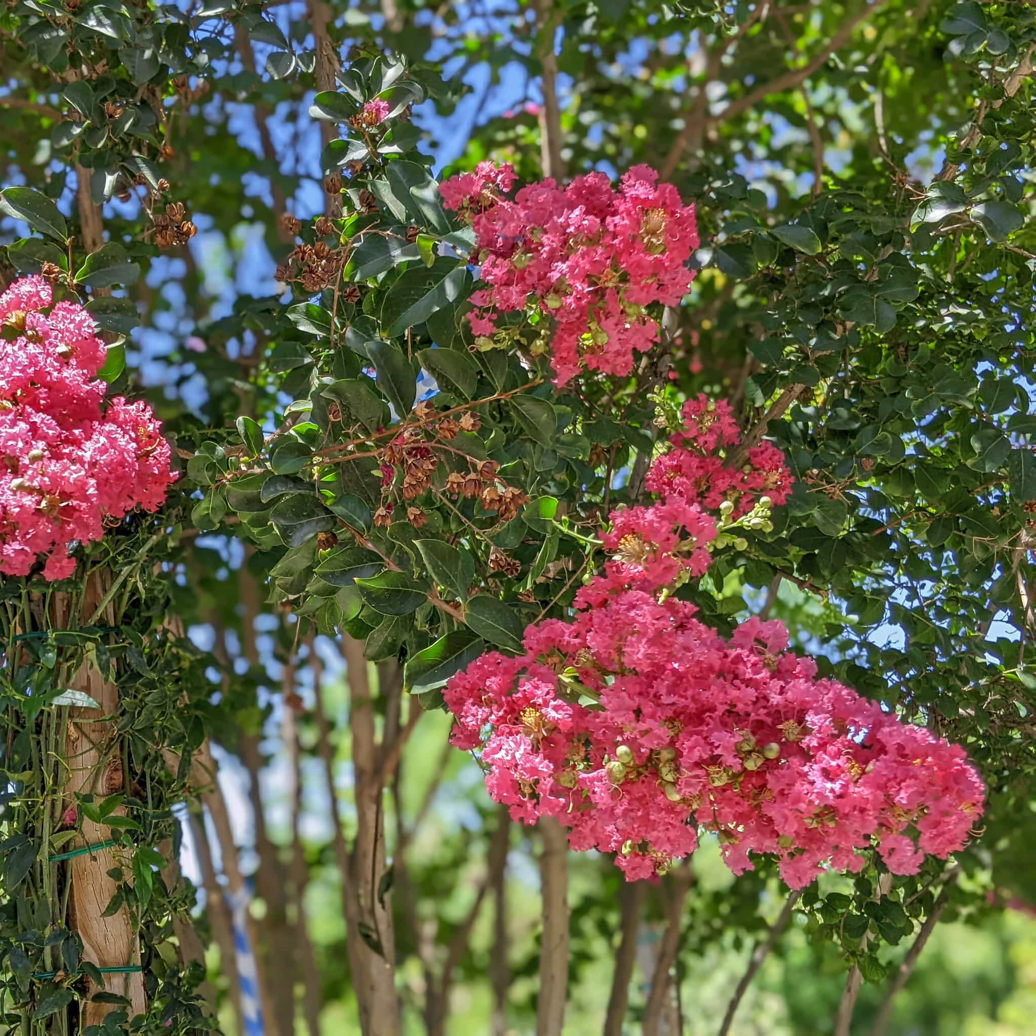 Tuscarora Crape Myrtle flower