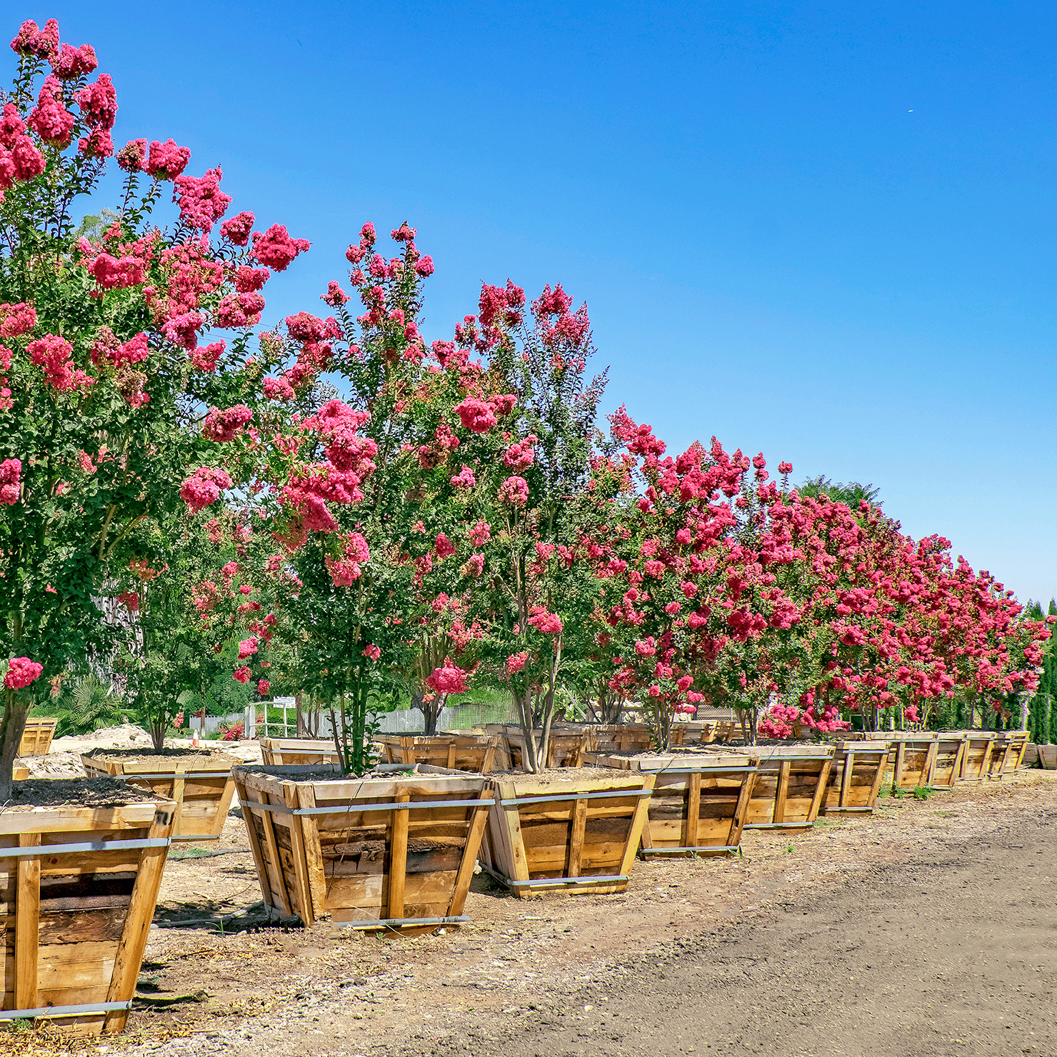 Tuscarora Crape Myrtle row
