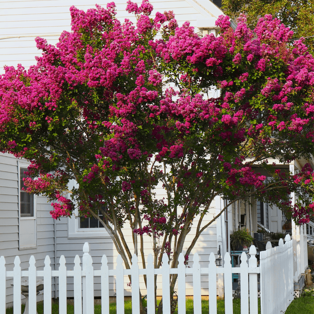 Mature Planted Crape Myrtle Tonto Tree with Beautiful Pink Flowers