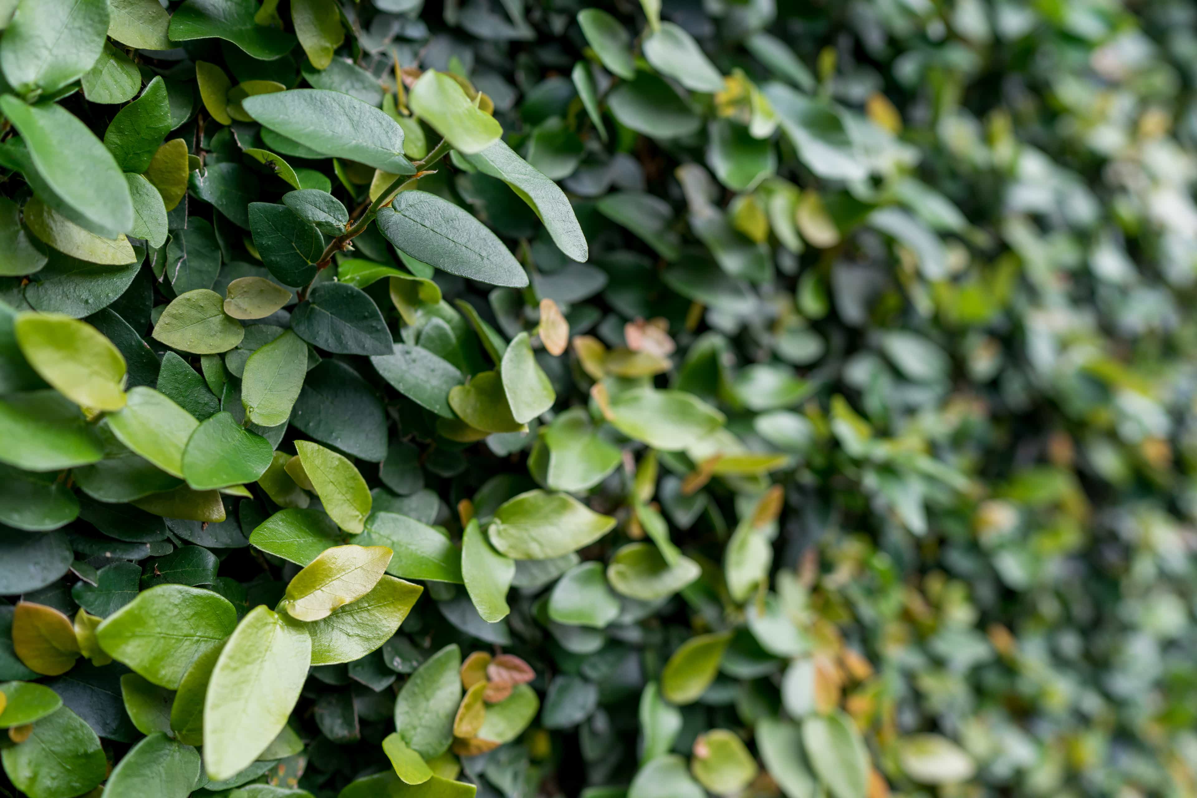 Creeping Fig - Moon Valley Nurseries 