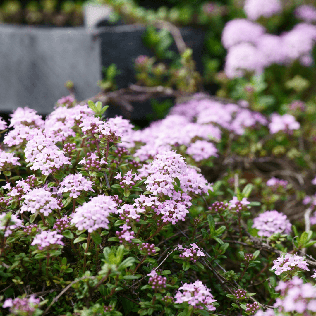 Creeping Thyme