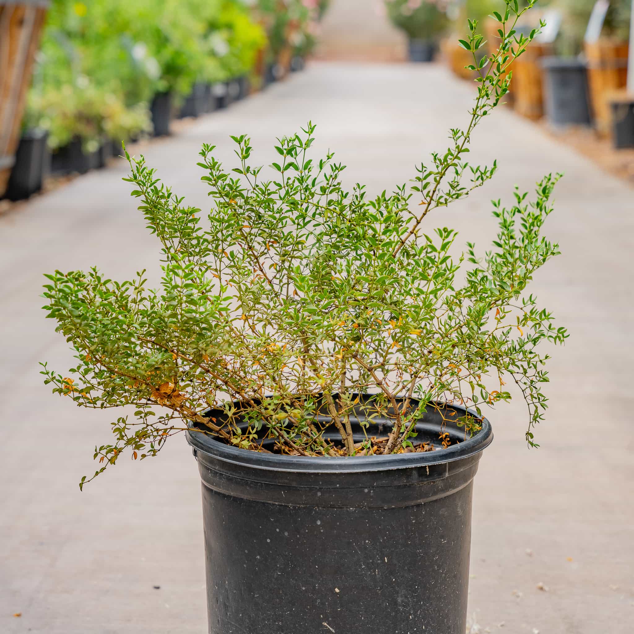 Creosote Bush