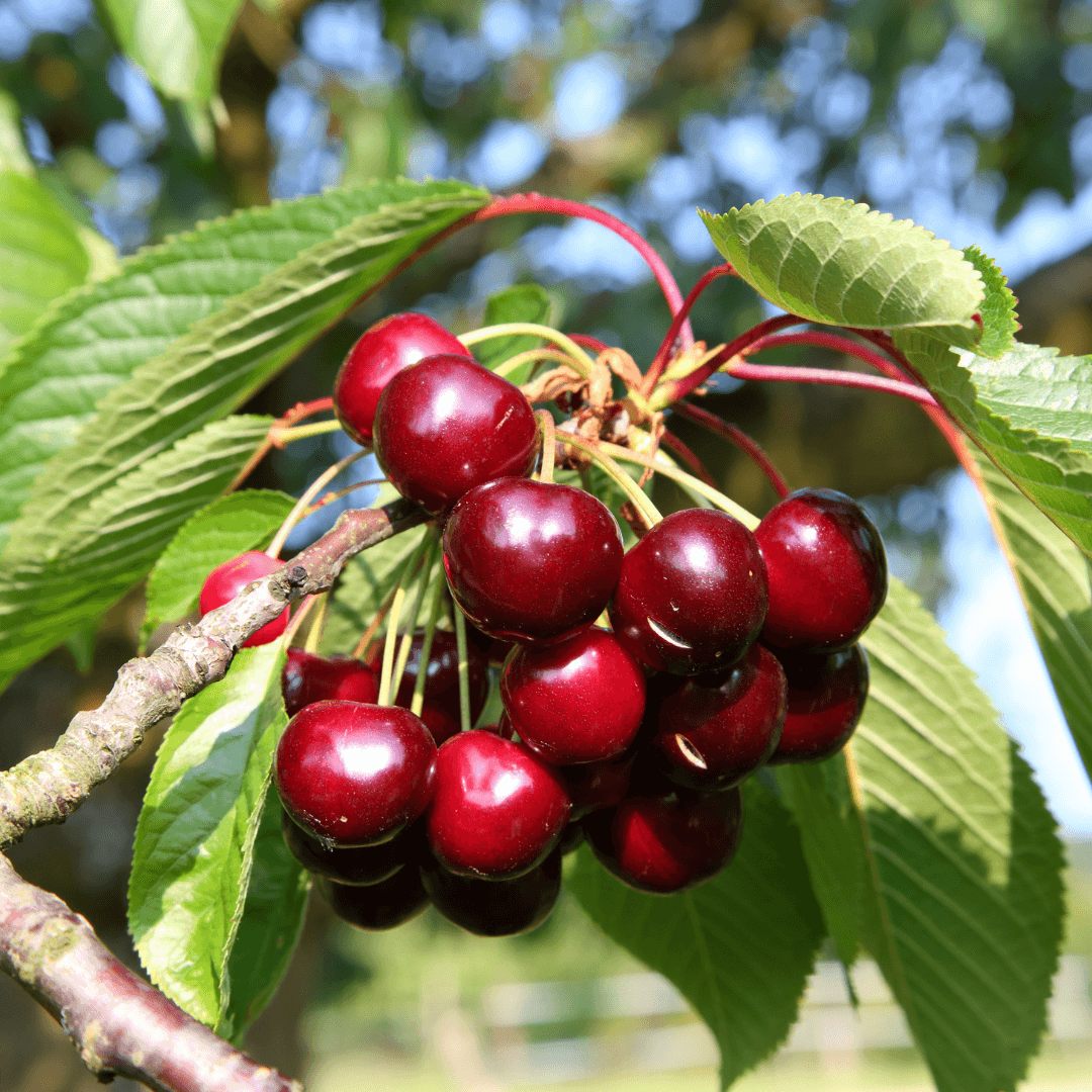 Vibrant and Ripe Royal Crimson Cherries Growing on Tree