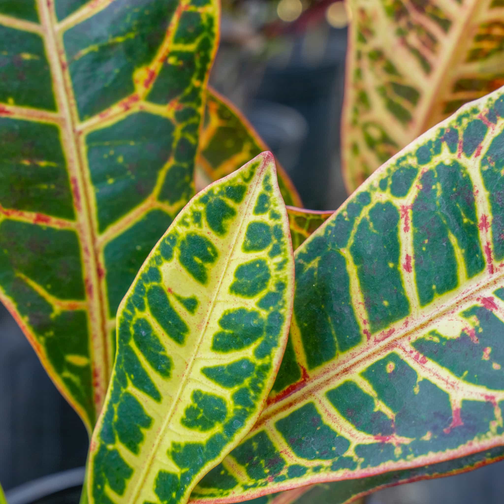 Croton Petra