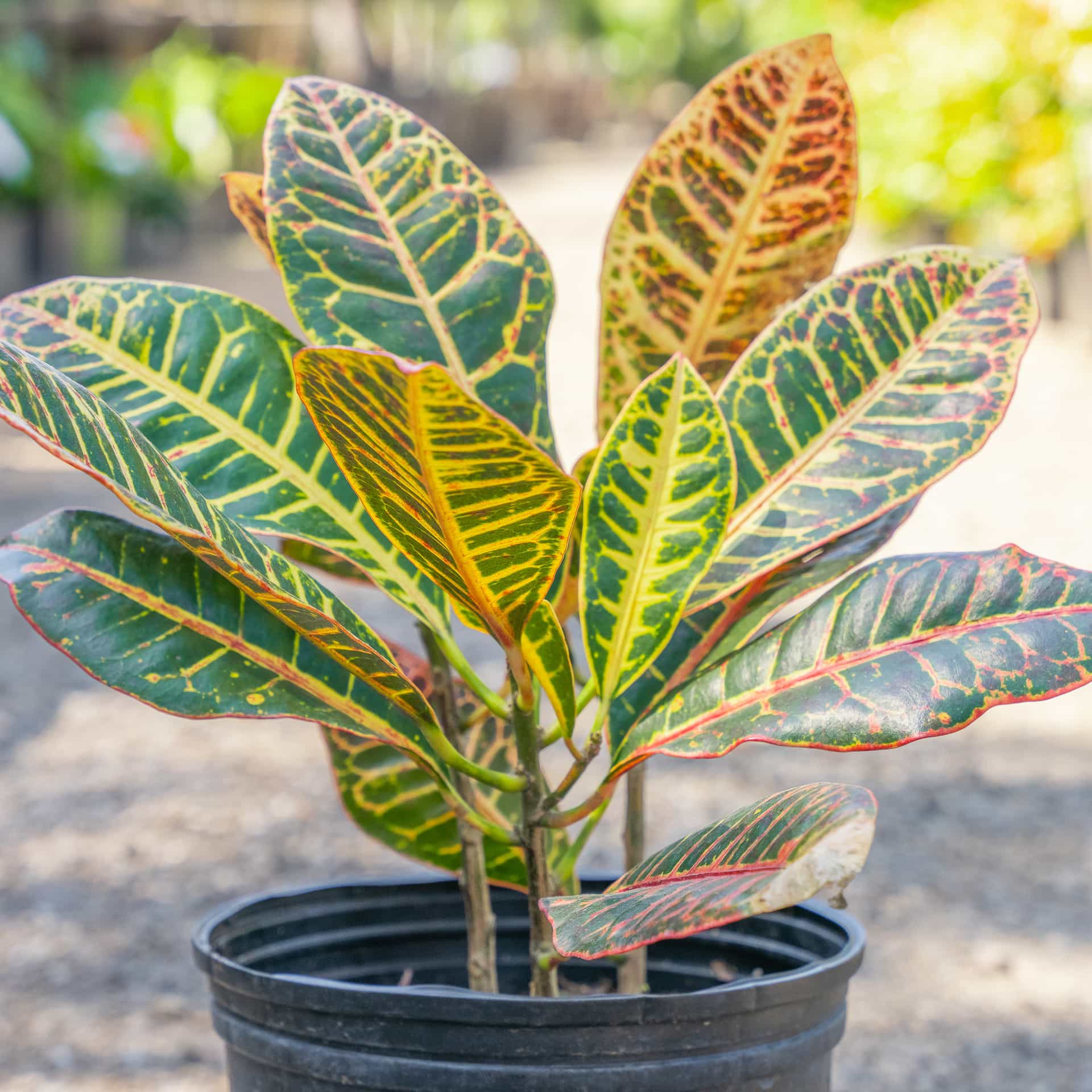 Croton Petra