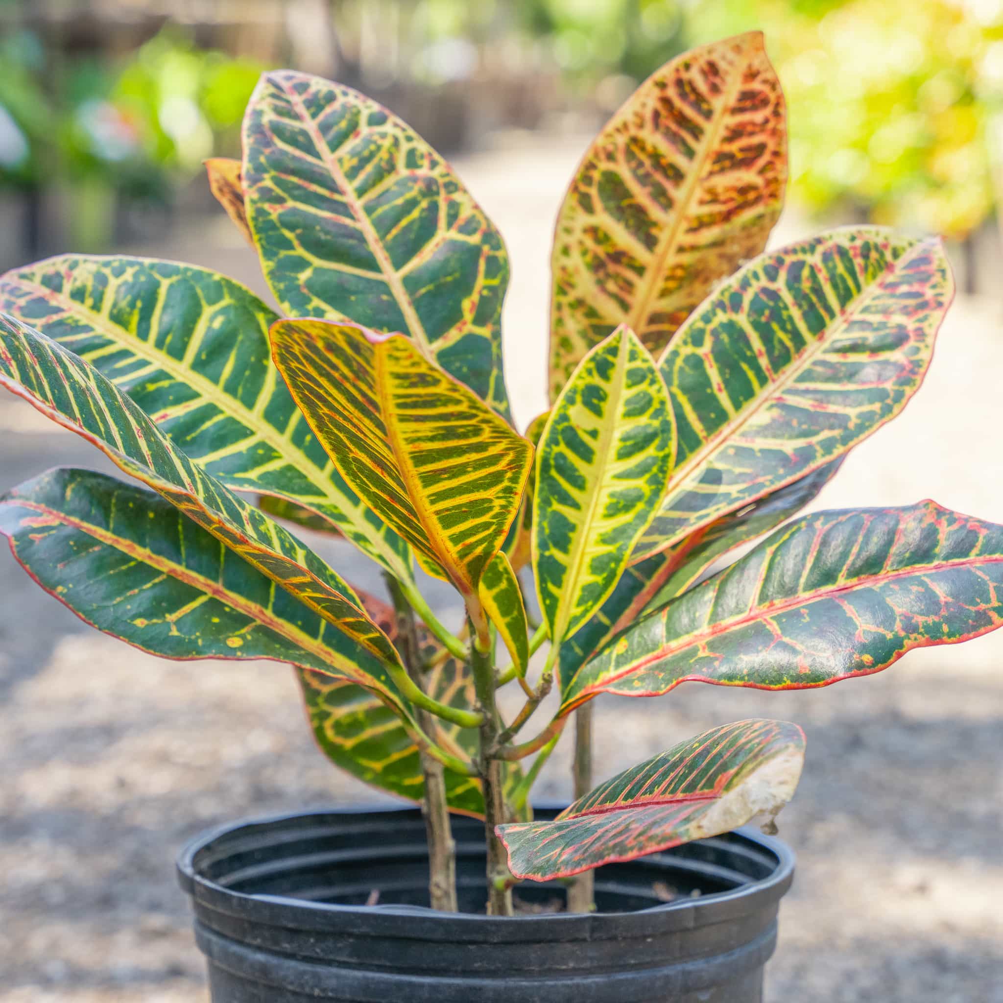 Croton Petra