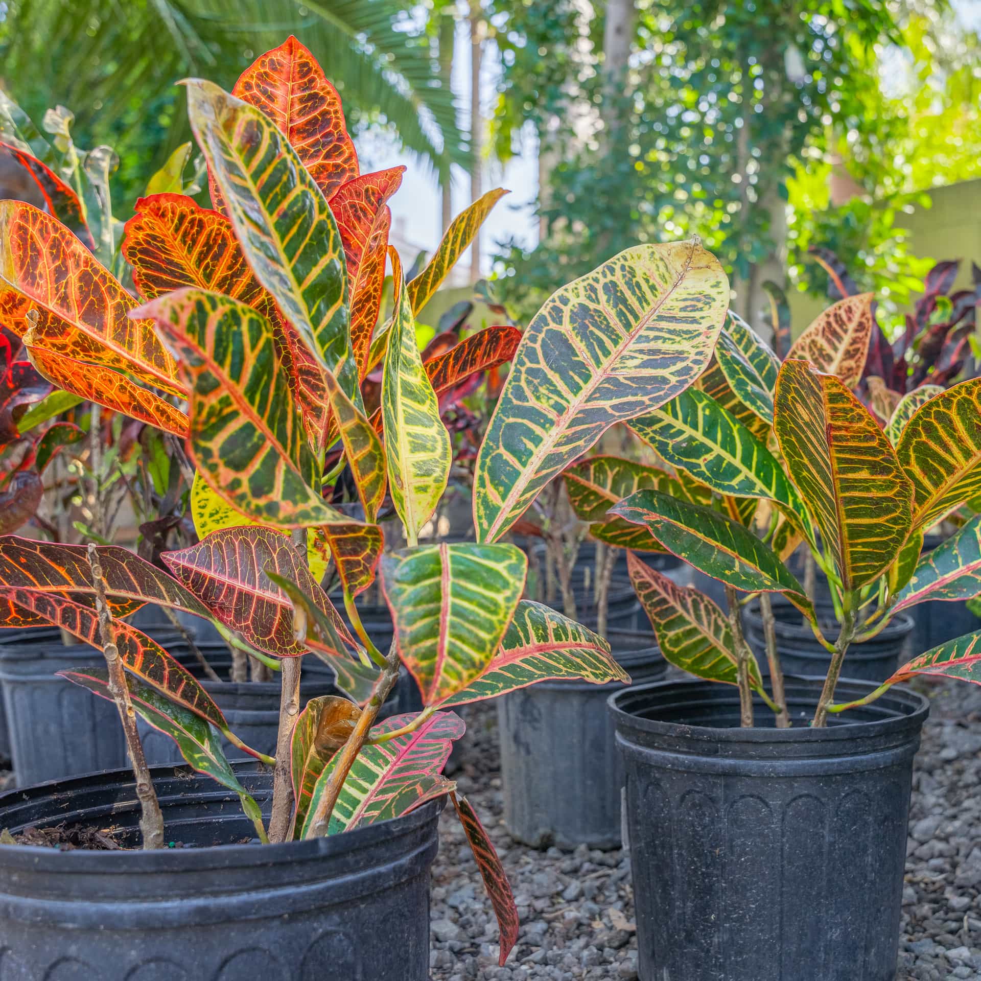 Croton Petra