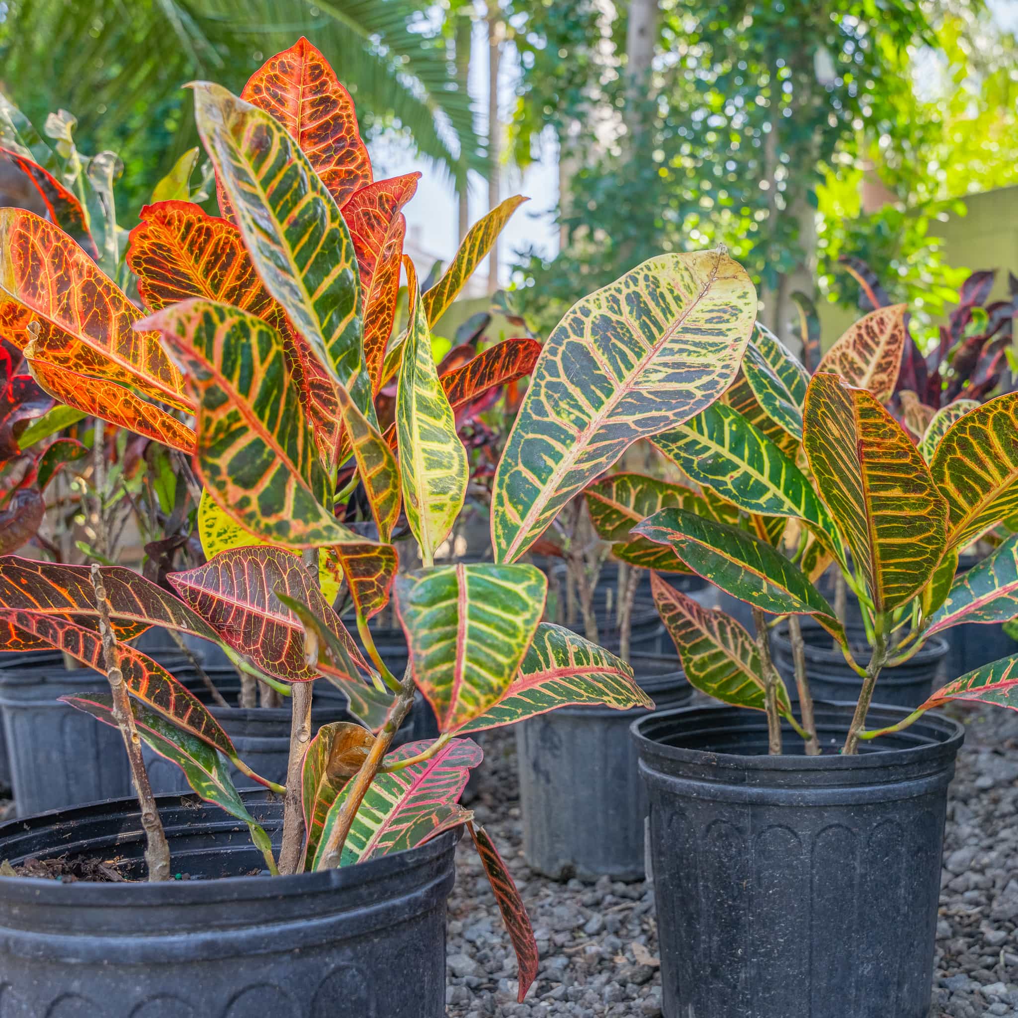 Croton Petra