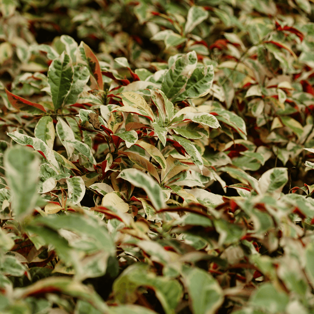 Beautiful Dense Crown Jewels Cleyera Planted with Unique Foliage Color