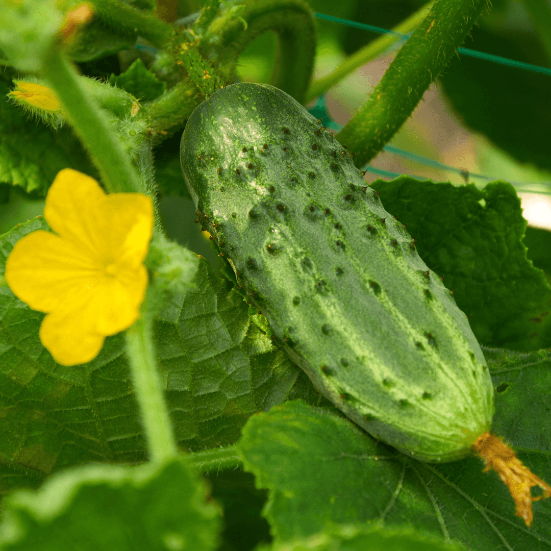 Leafy Green Cucumber Plant