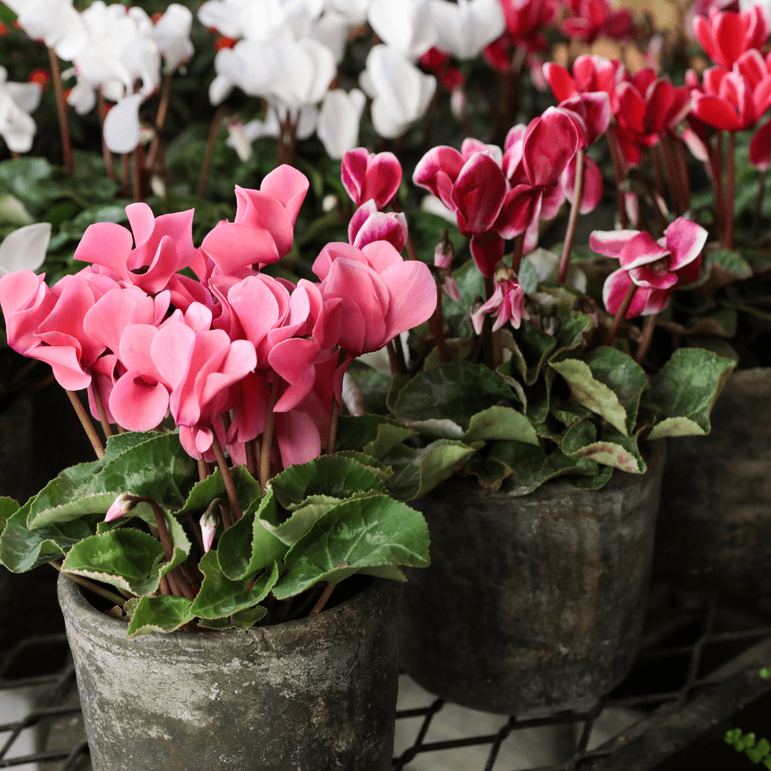 Colorful Cyclamen Blooms