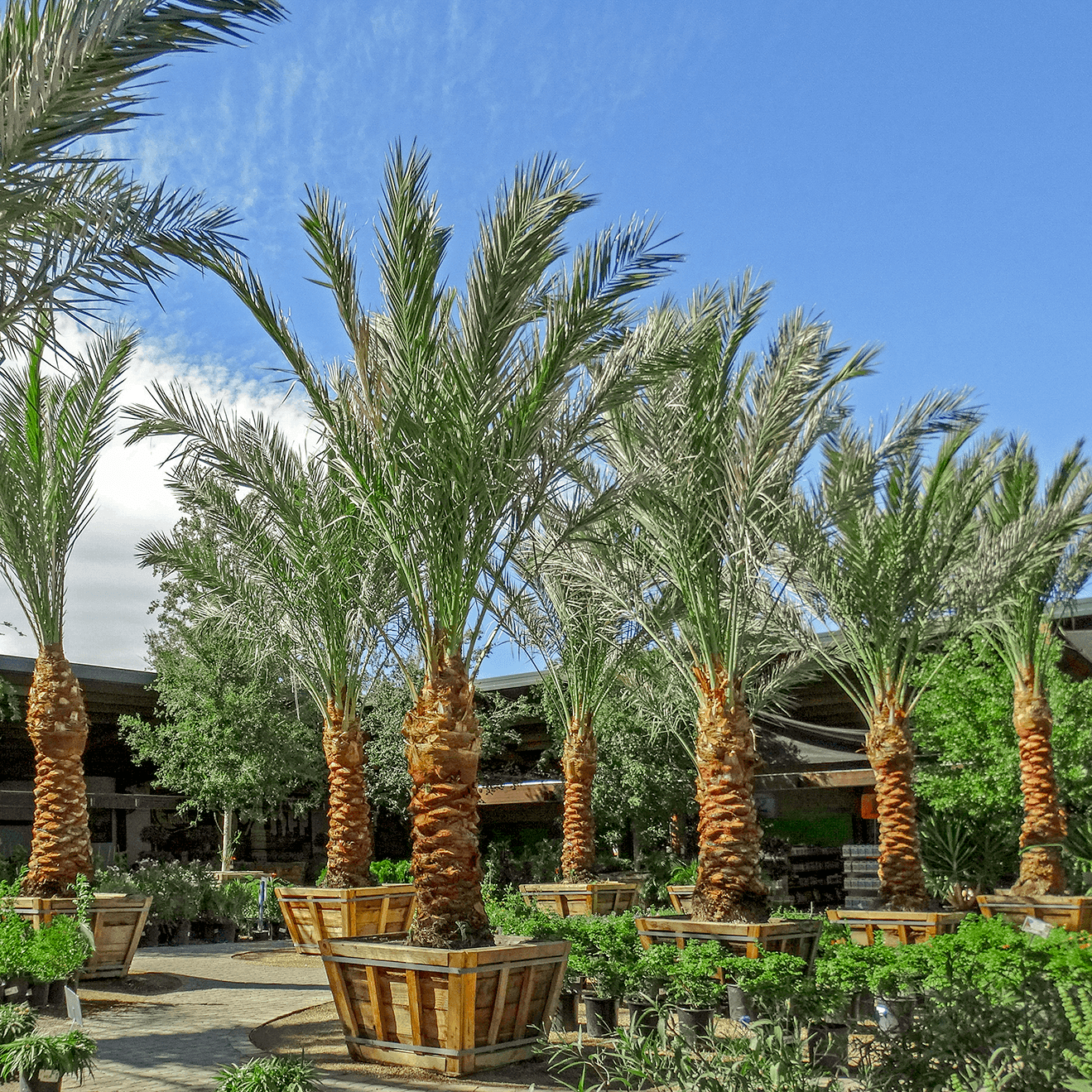 Date Palms in nursery