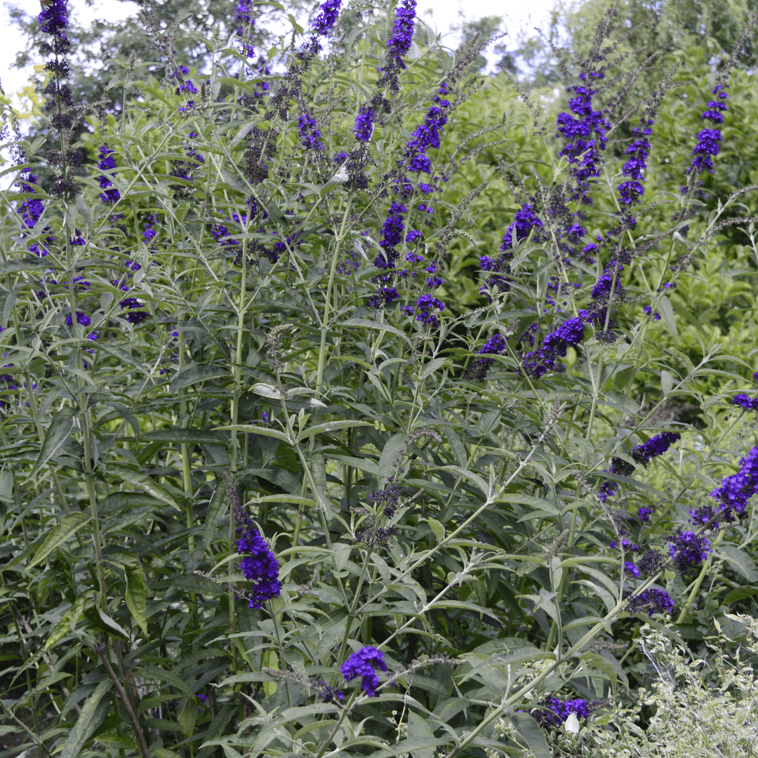 Mature Dense Dark Knight Butterfly Bush Planted and Blooming with Purple Flowers