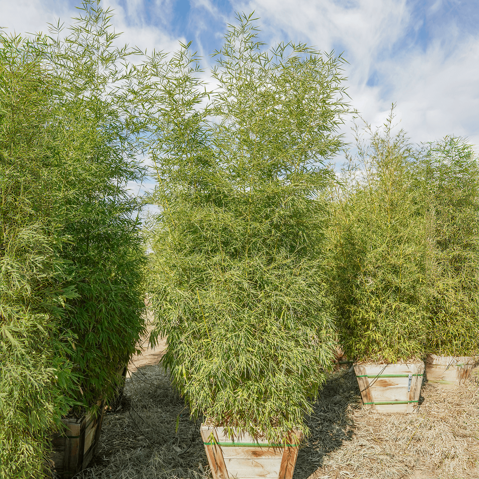Golden Bamboo
