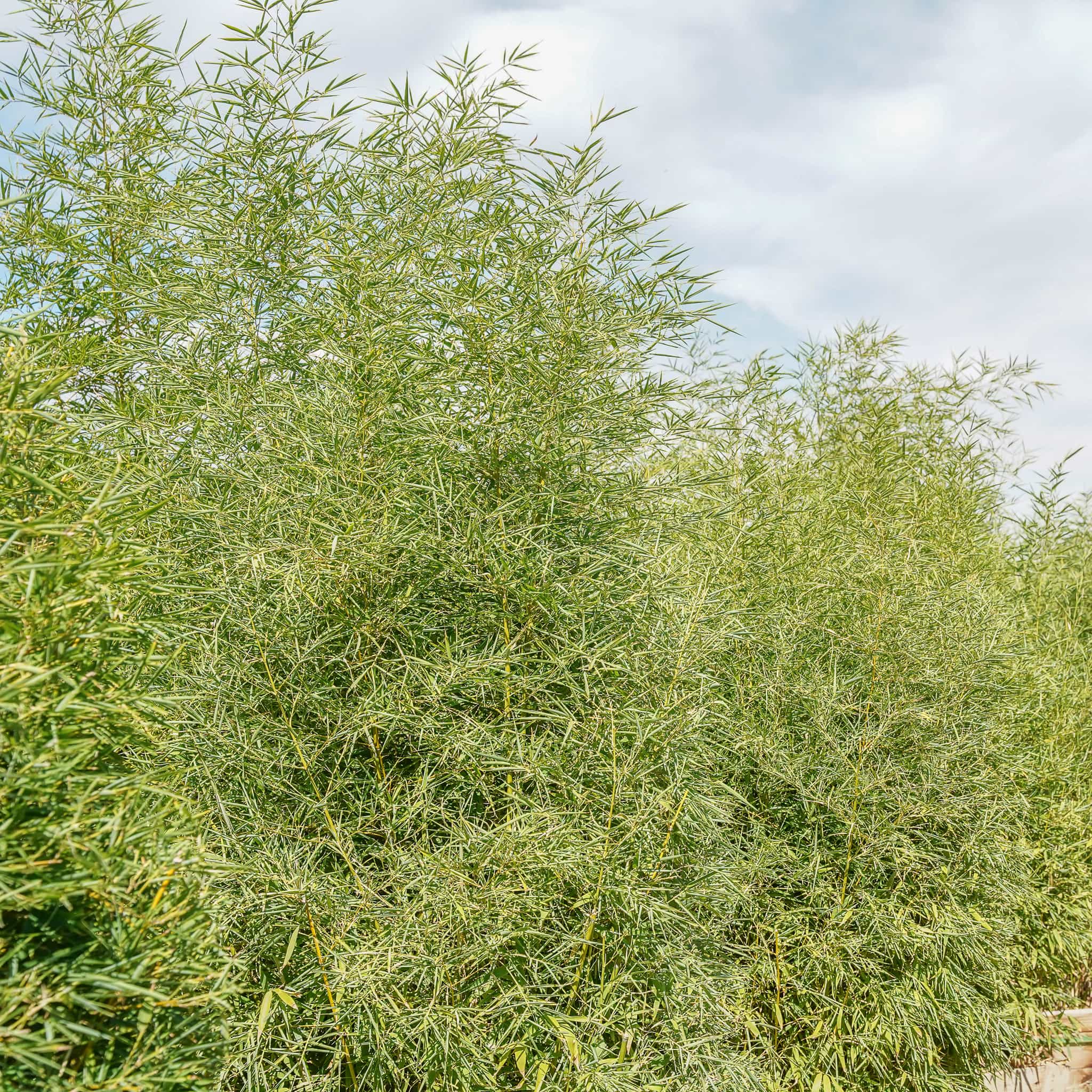 Golden Bamboo
