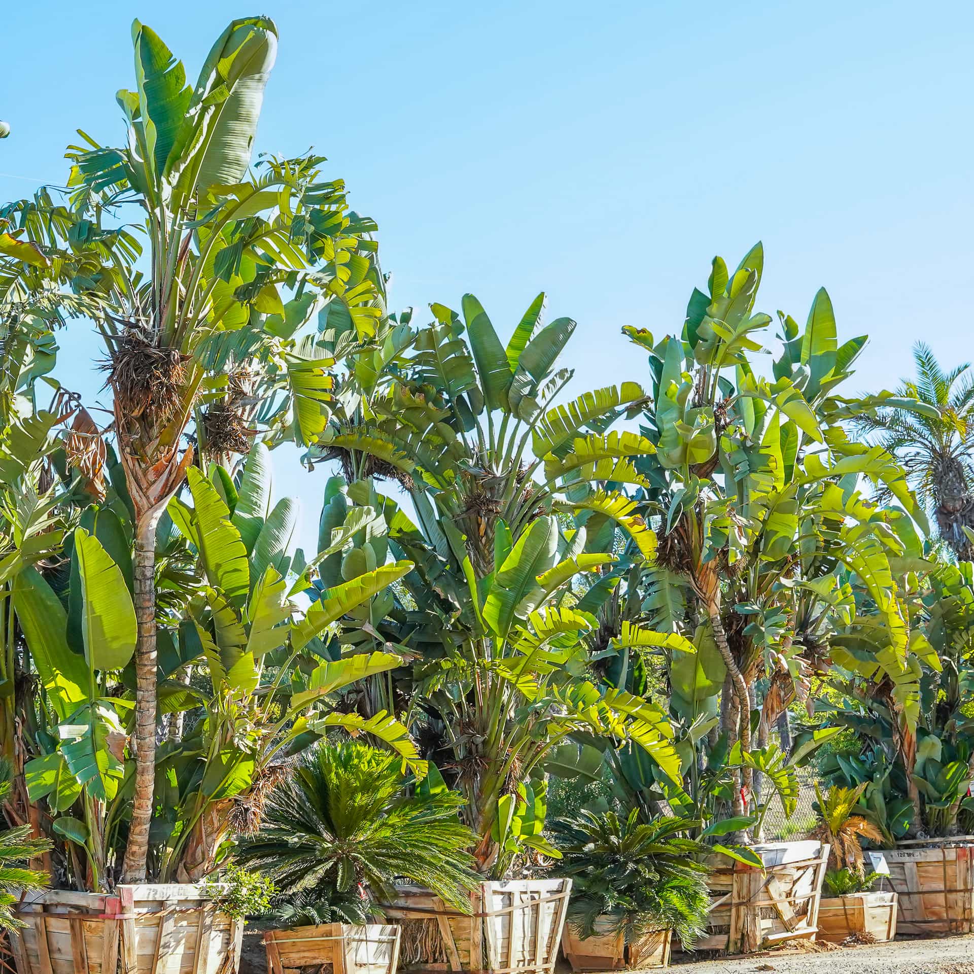Giant Bird of Paradise | Shrubs | Moon Valley Nurseries