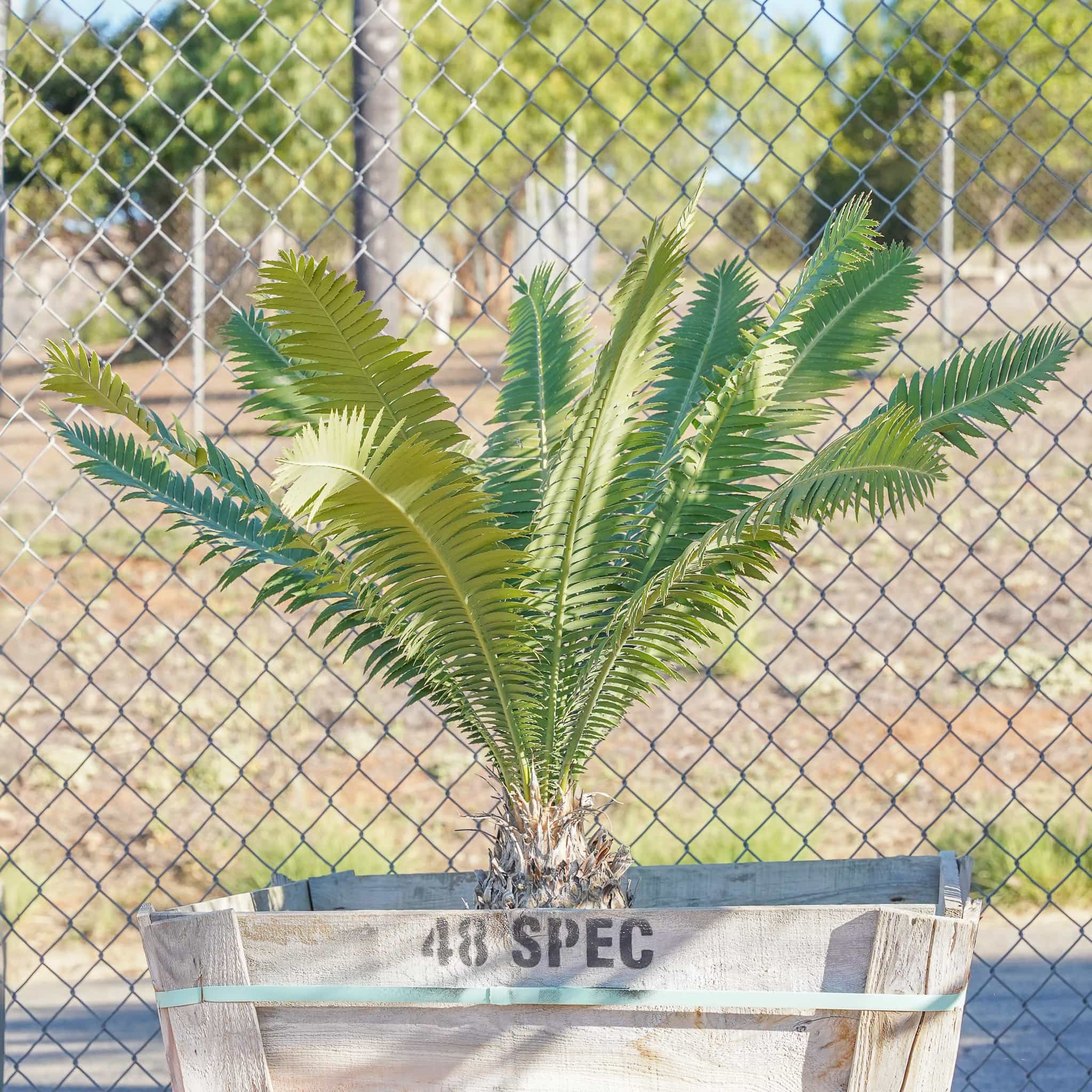 Dioon Palm