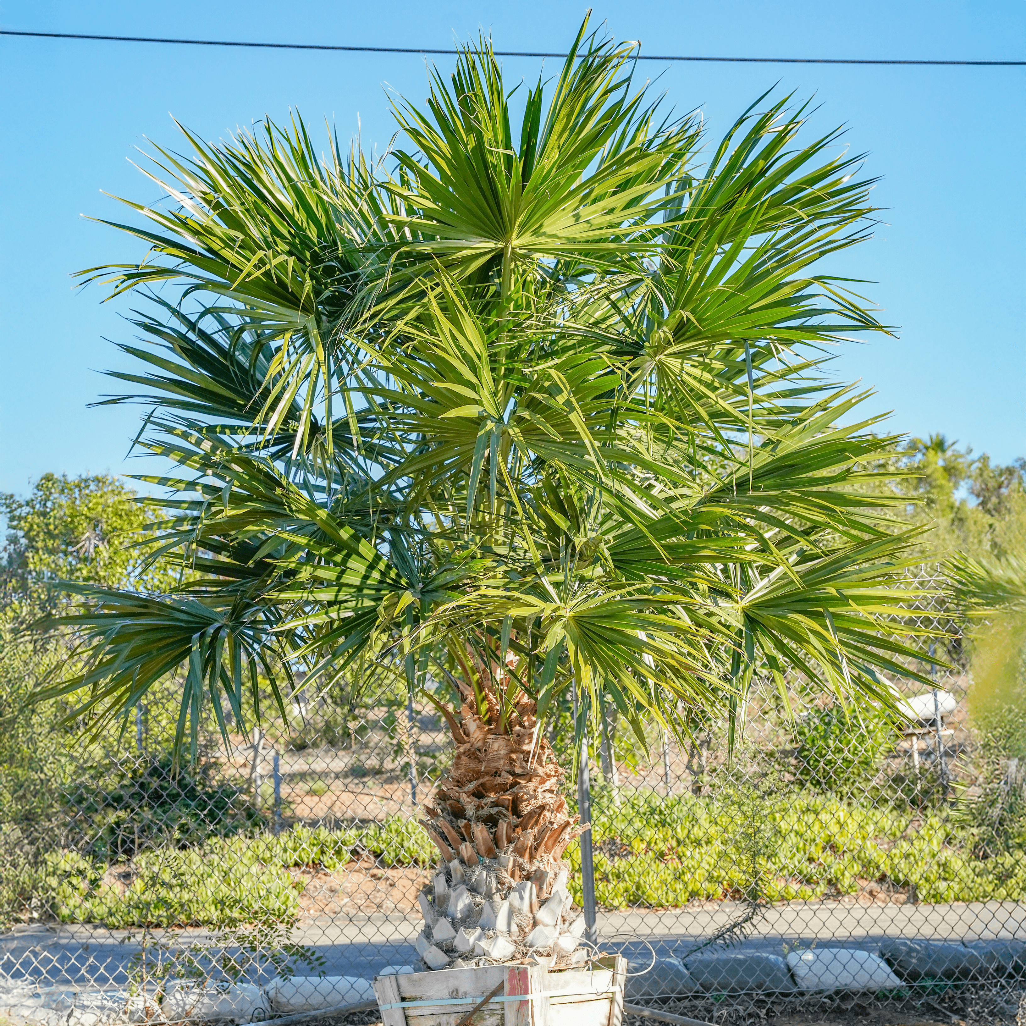 Chinese Fan Palm