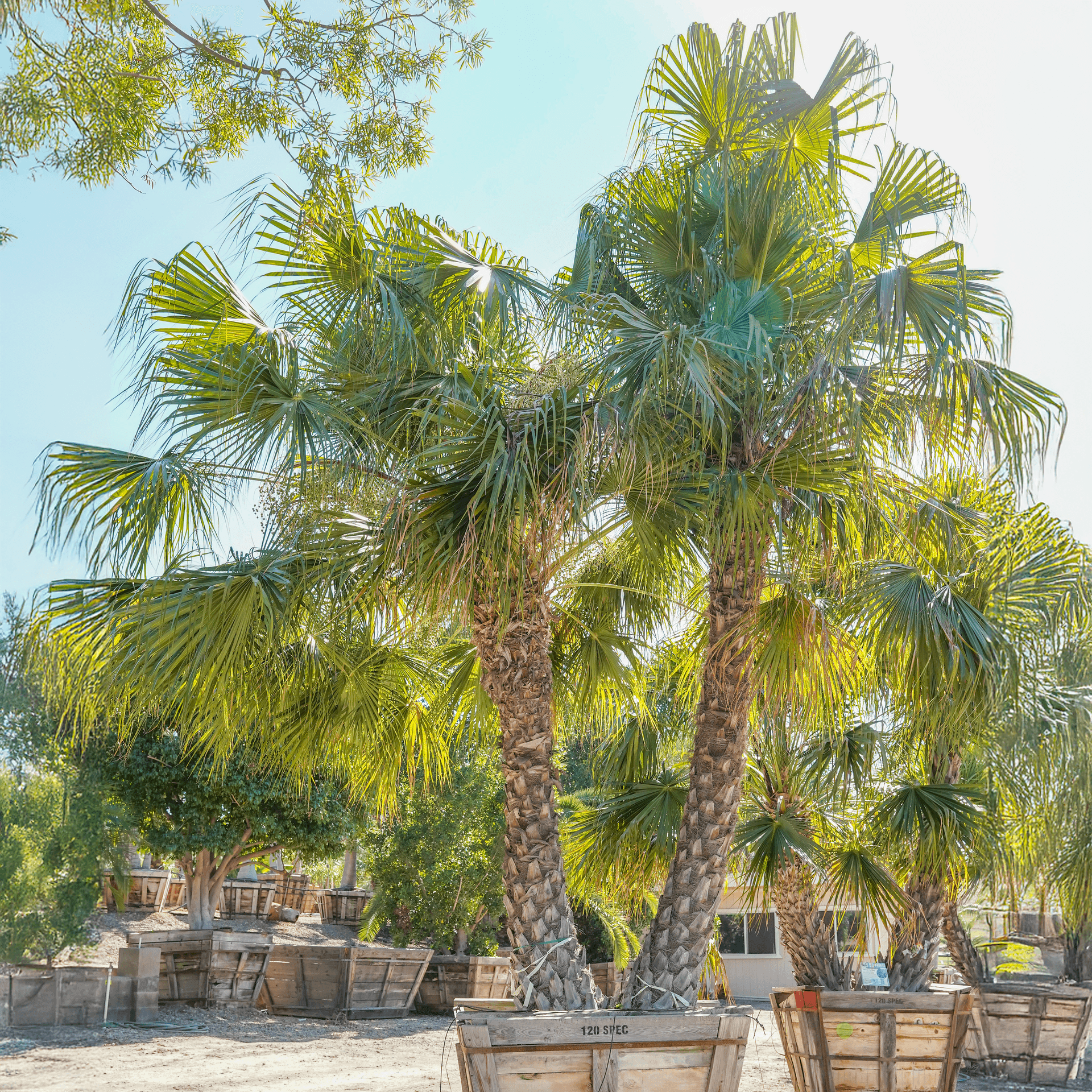 Chinese Fan Palm | Palm Tree | Moon Valley Nurseries
