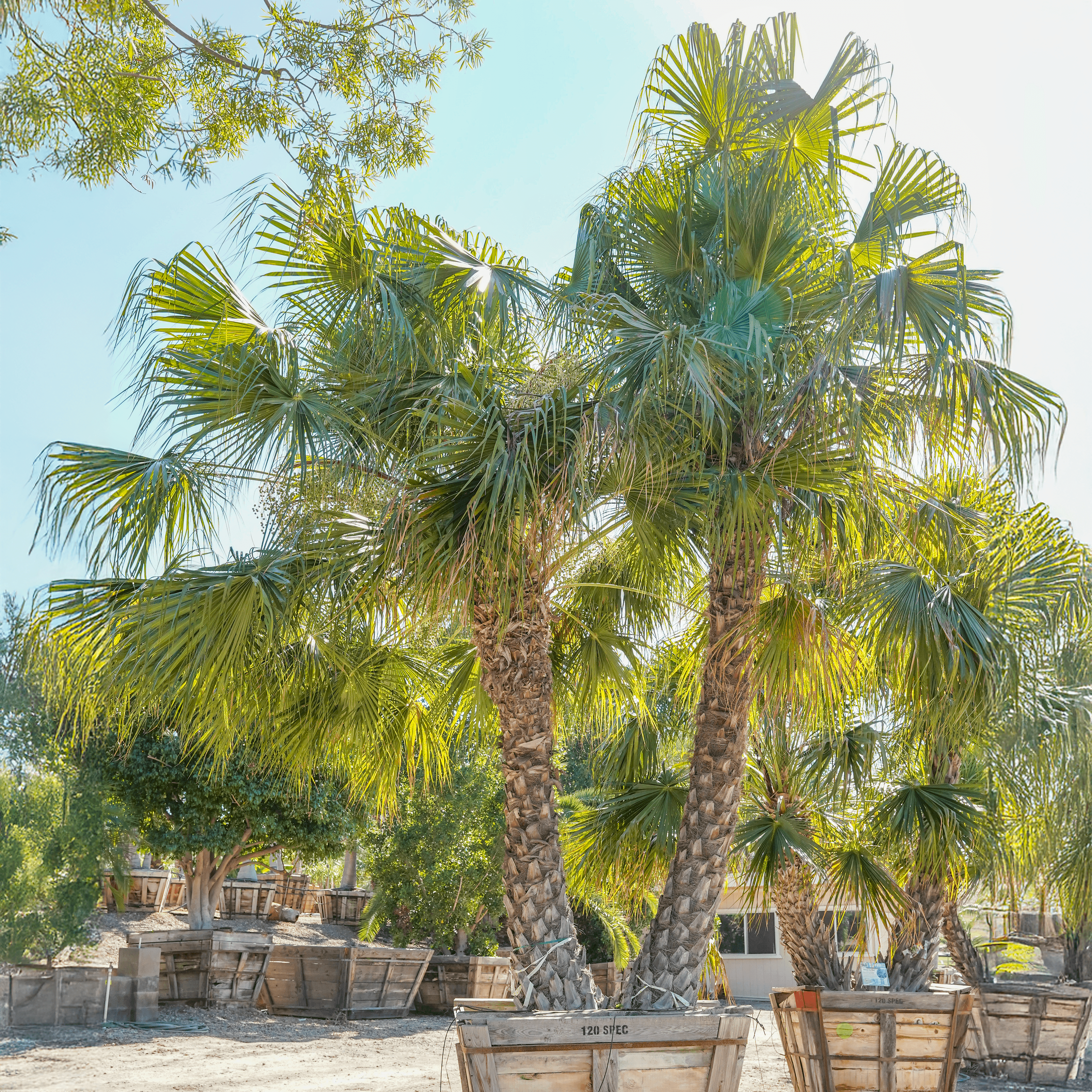 Chinese Fan Palm