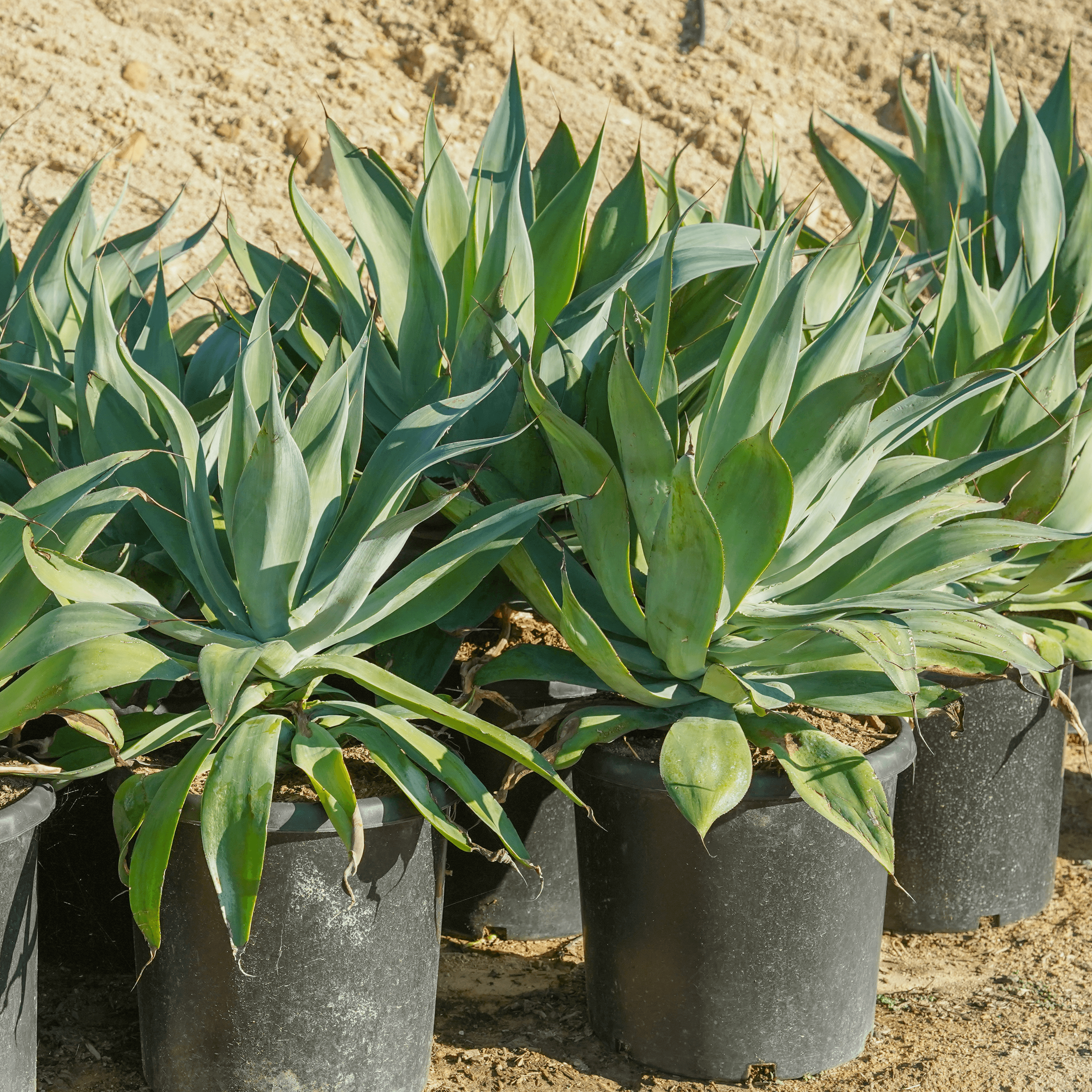 BLUE FLAME AGAVE