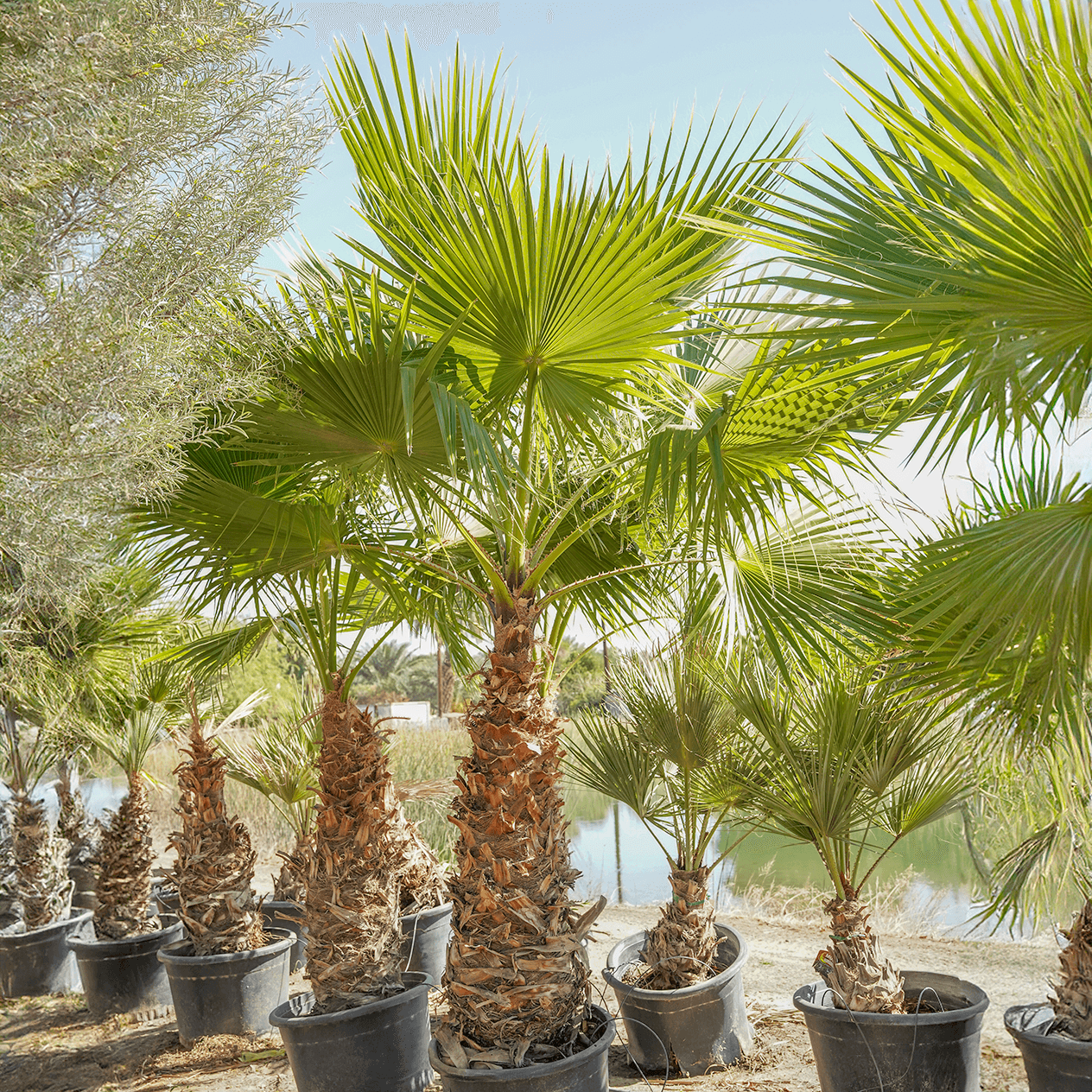 Hybrid Fan Palm
