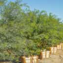 Tipu Tree | Flowering Trees | Moon Valley Nurseries