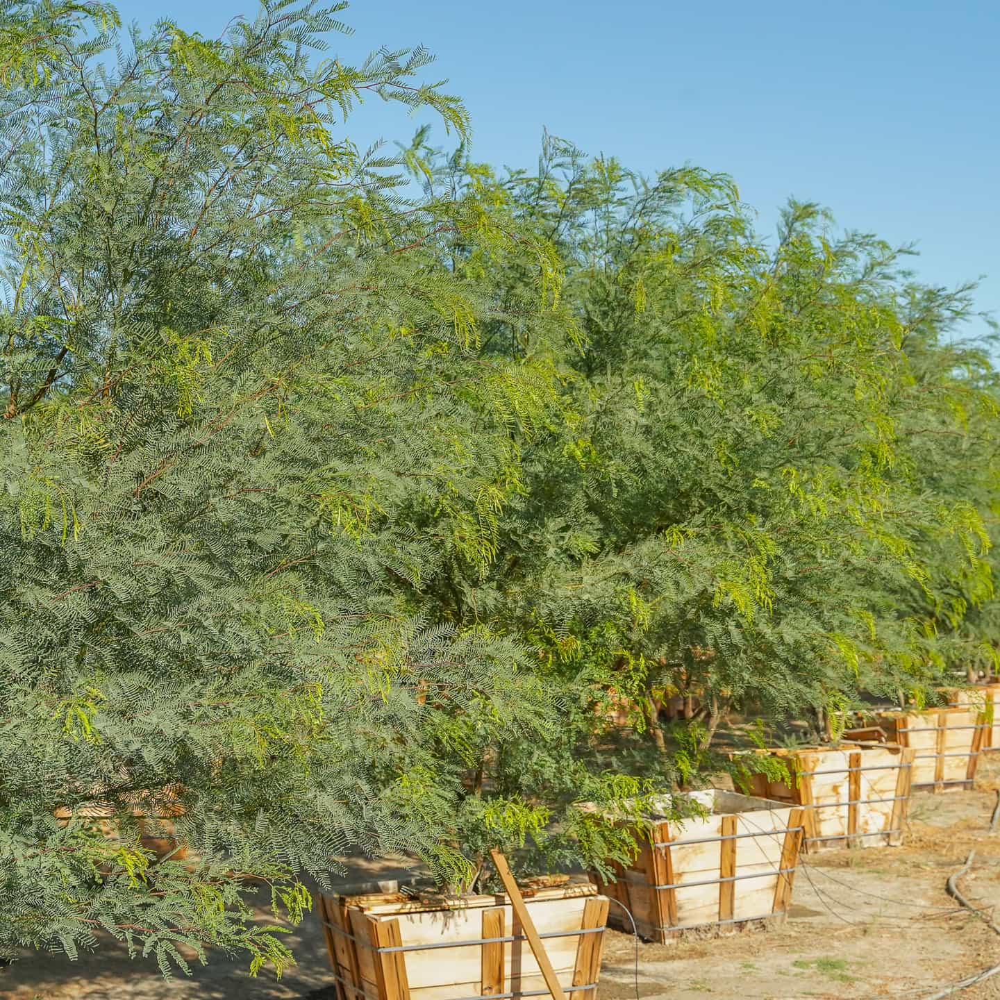 Tipu Tree | Flowering Trees | Moon Valley Nurseries
