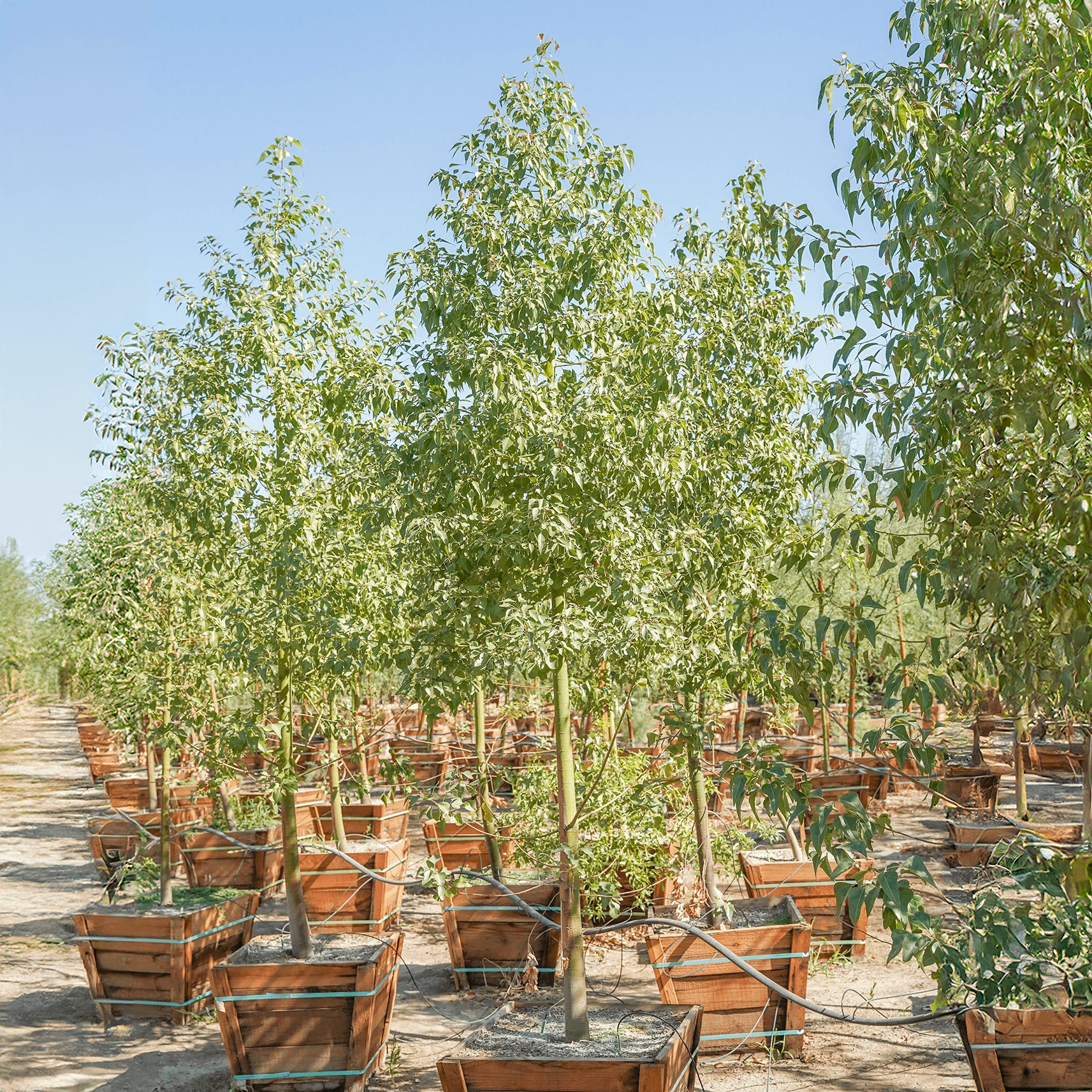 Australian Bottle Tree