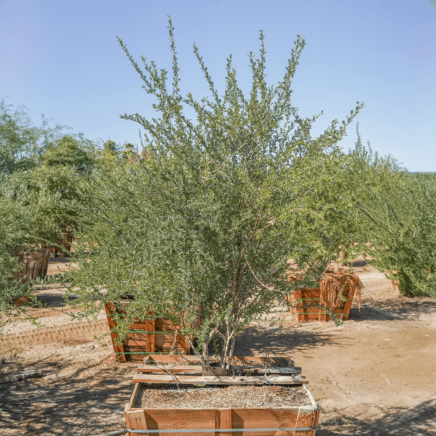 Ironwood