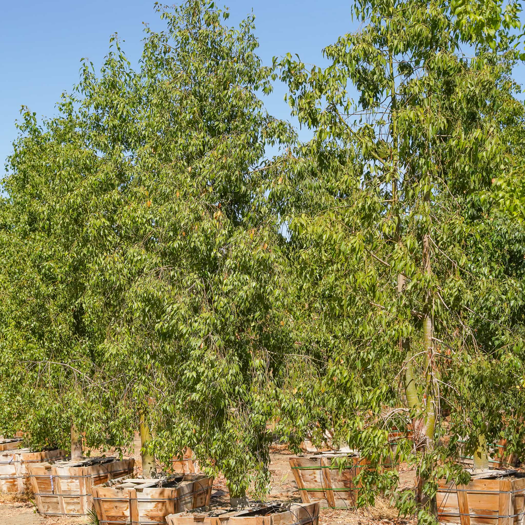 Australian Bottle Tree