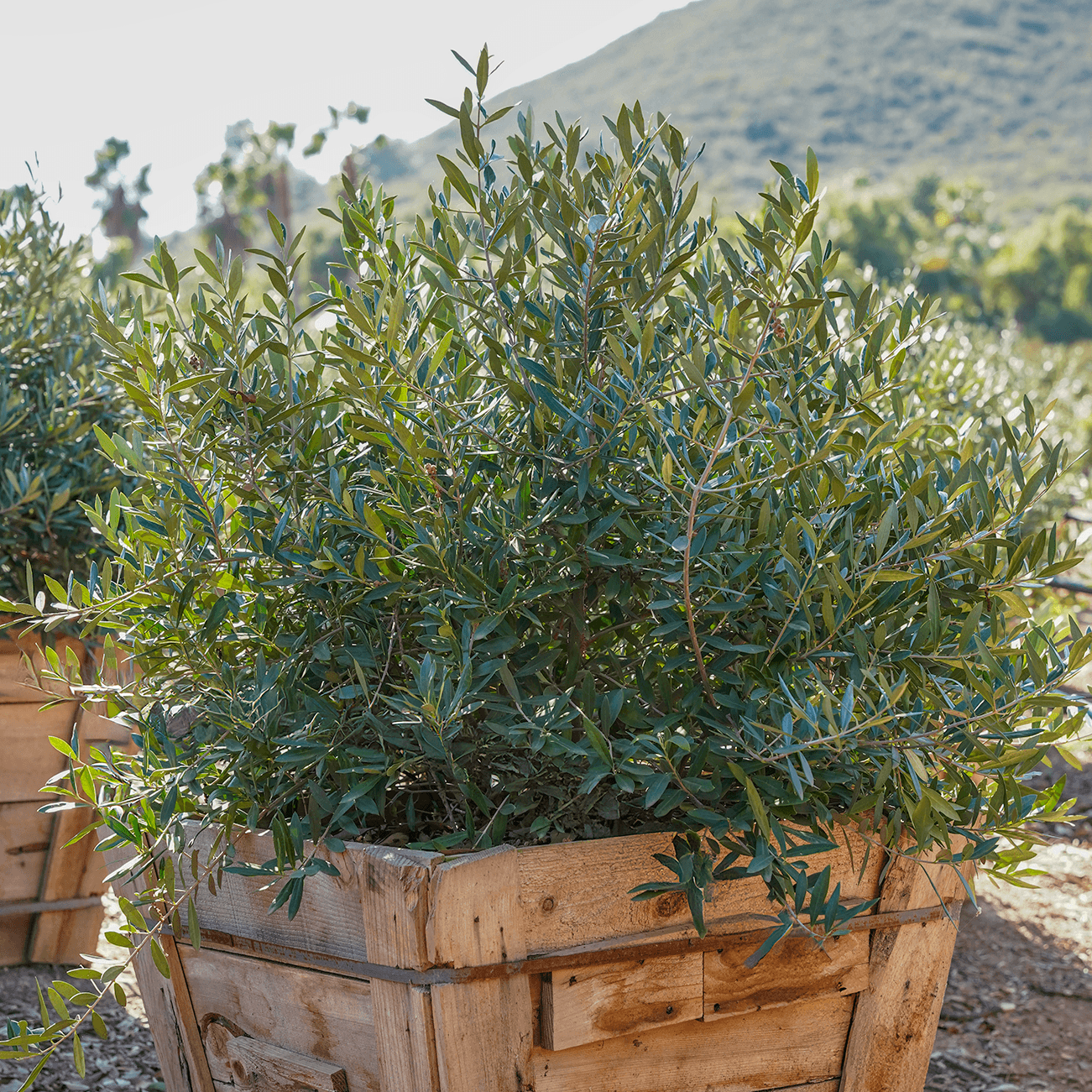 Dwarf Olive