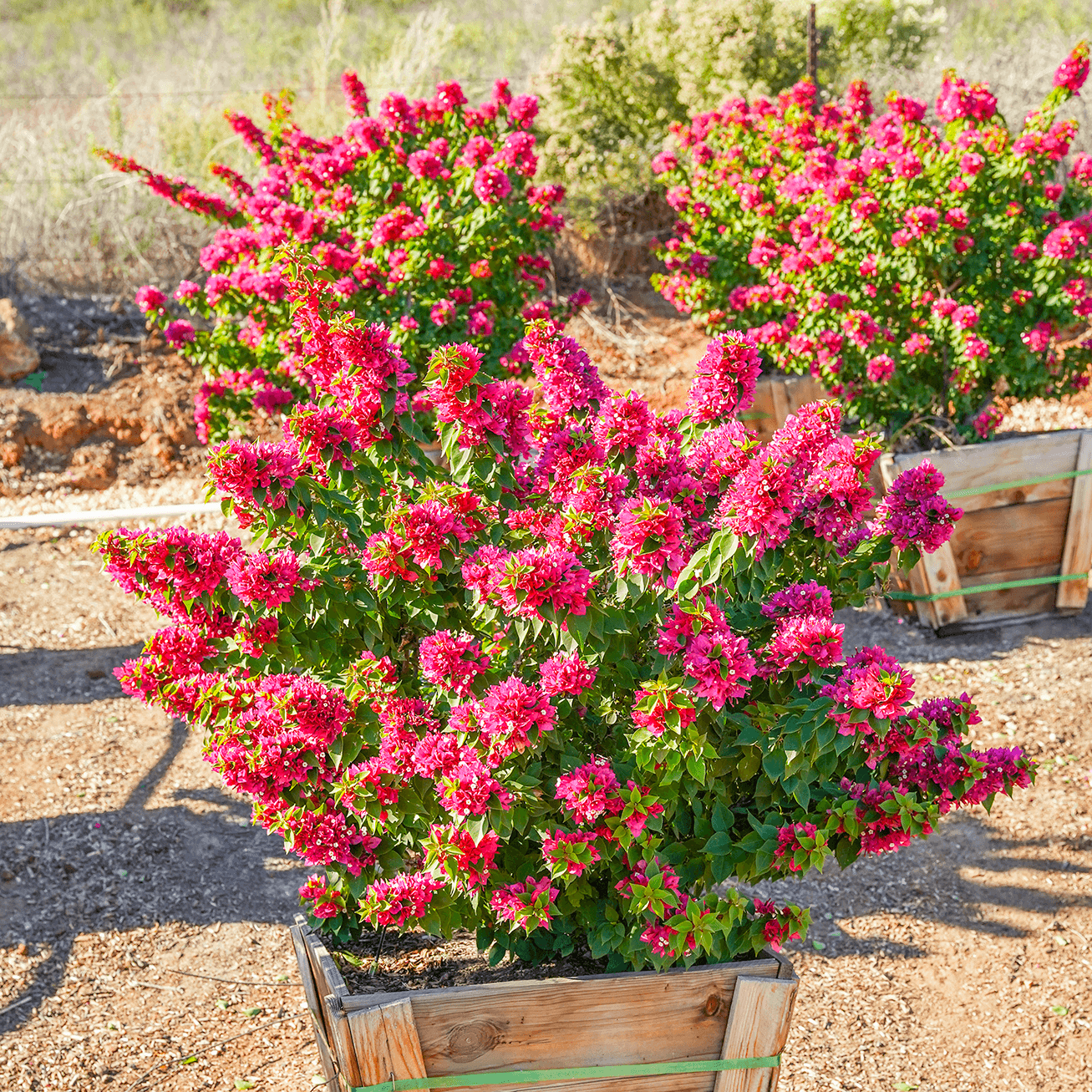 Torch Glow Bougainvillea | Shrubs | Moon Valley Nurseries