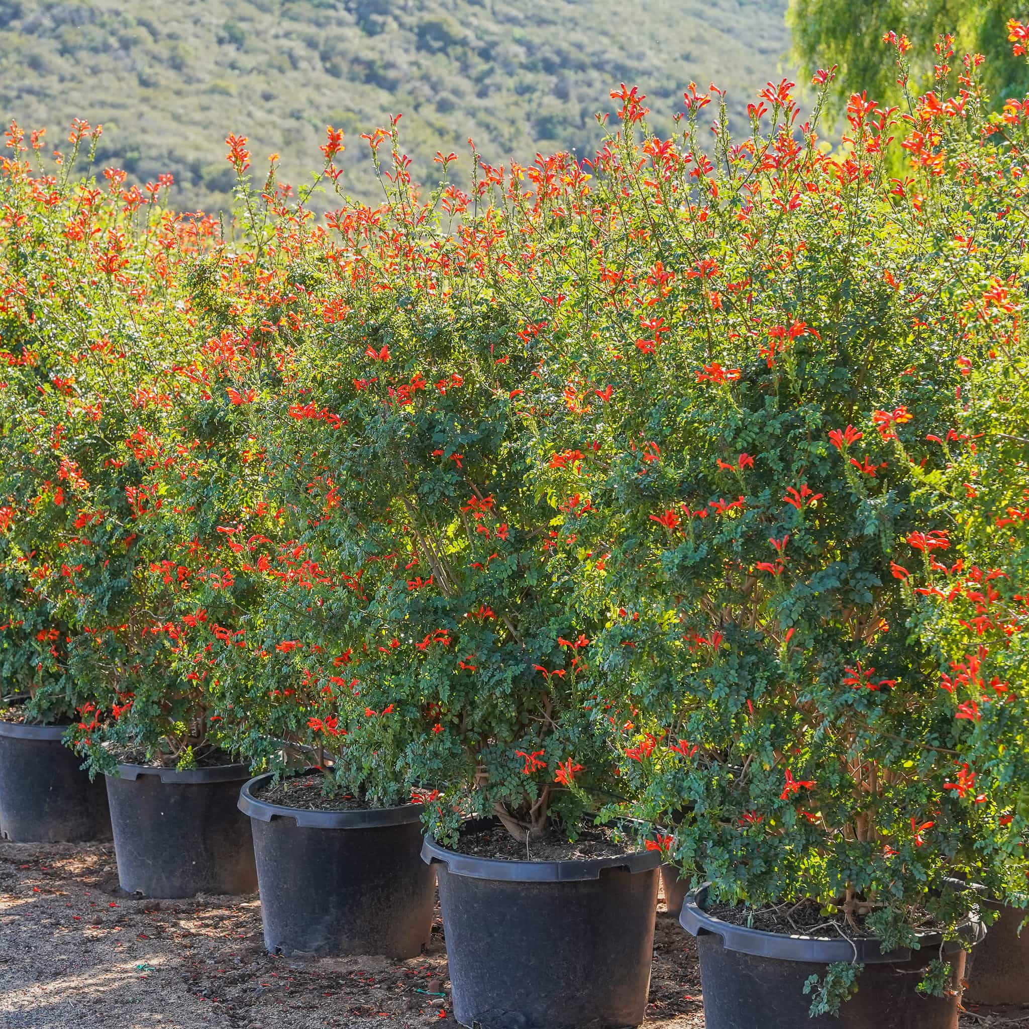 Cape Honeysuckle