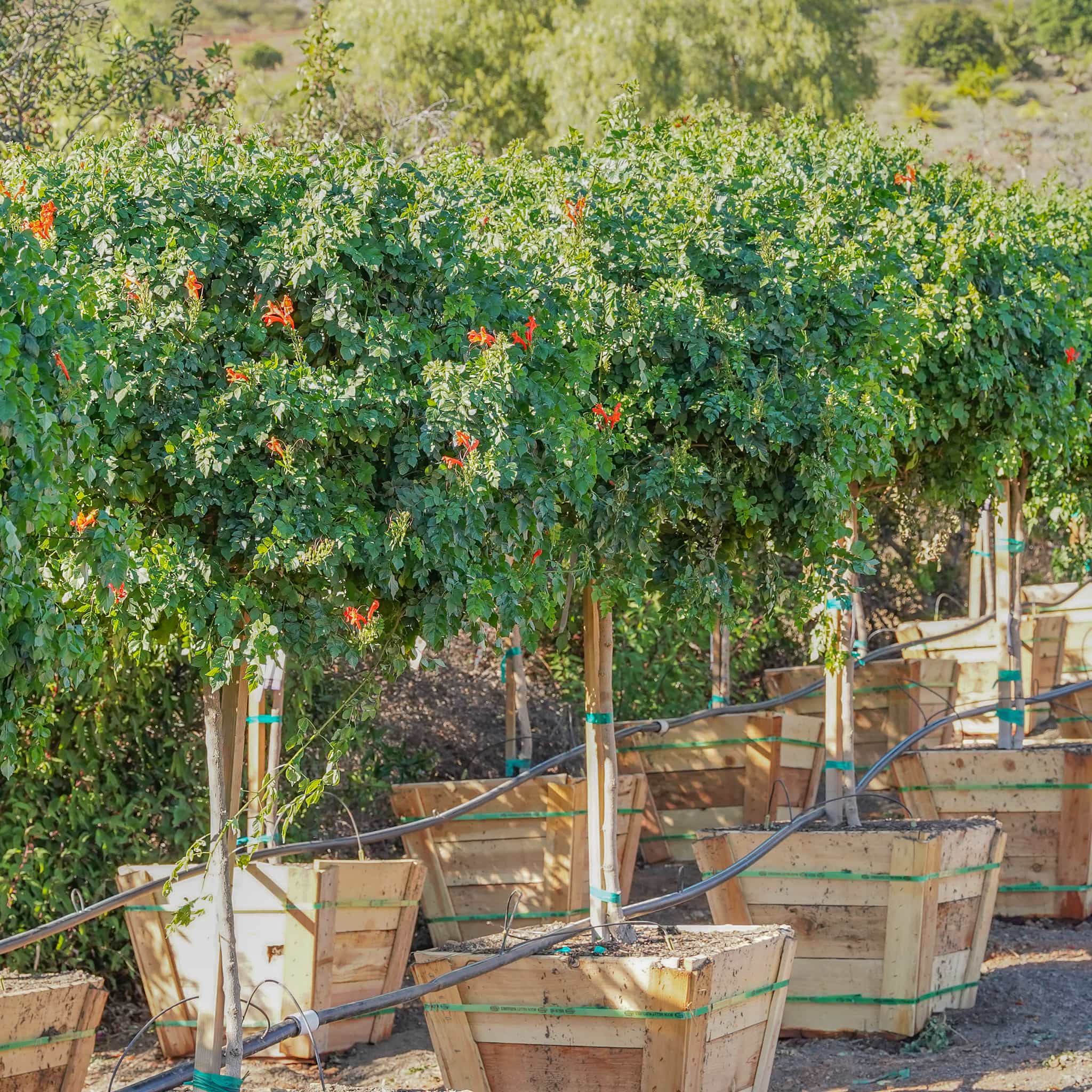 Cape Honeysuckle