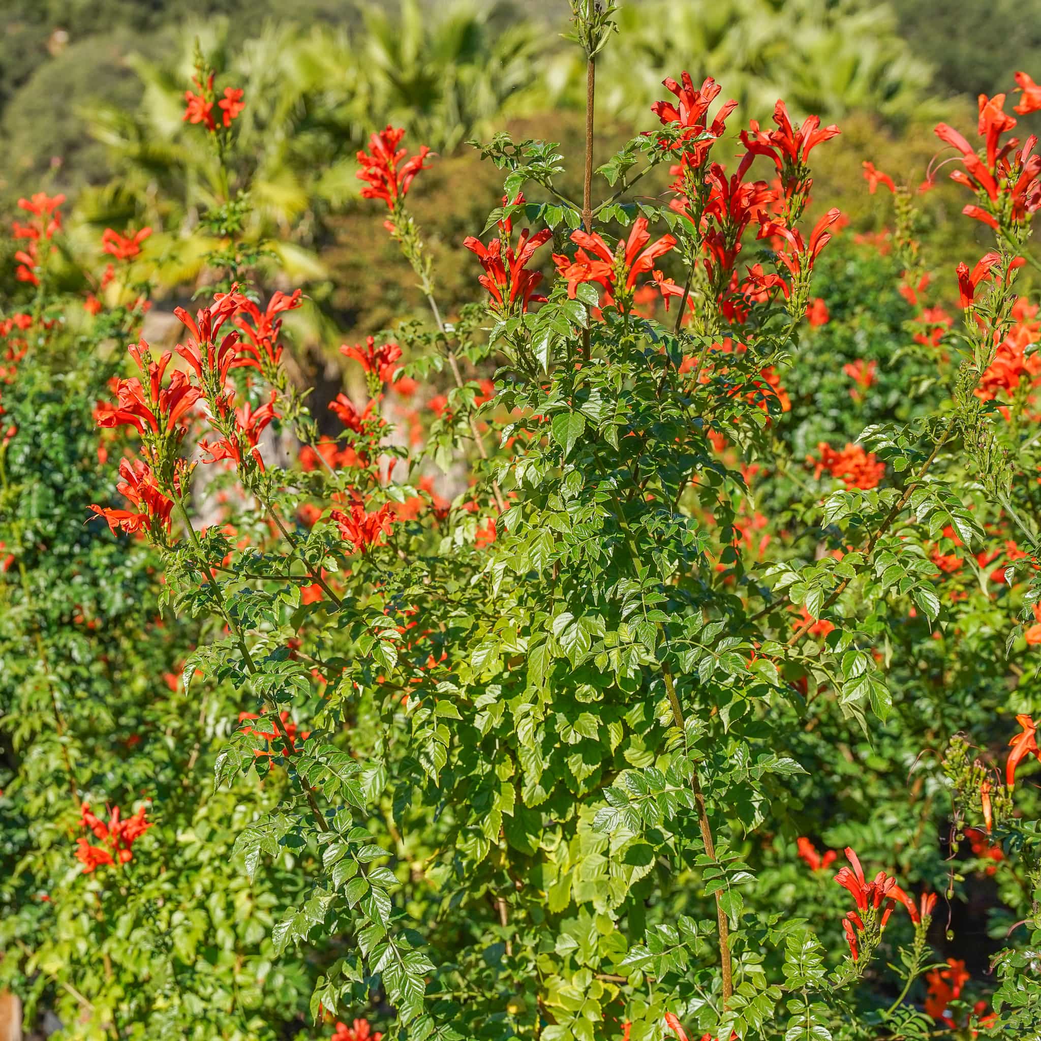 Cape Honeysuckle