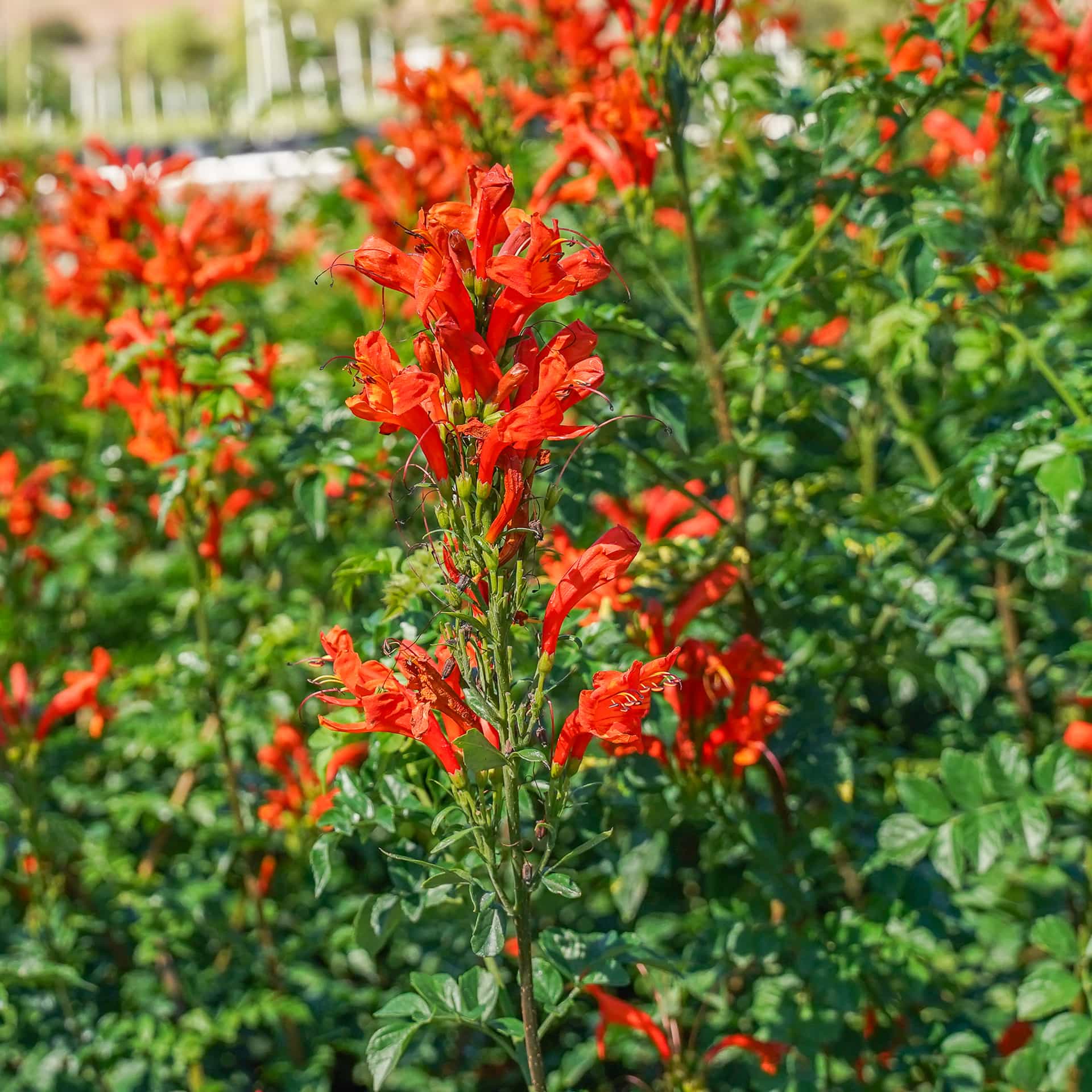 Cape Honeysuckle | Flowering Vines | Moon Valley Nurseries