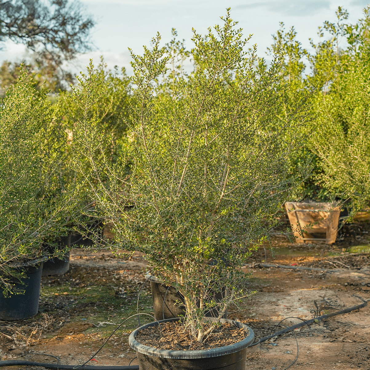 Pride of Houston Yaupon Holly