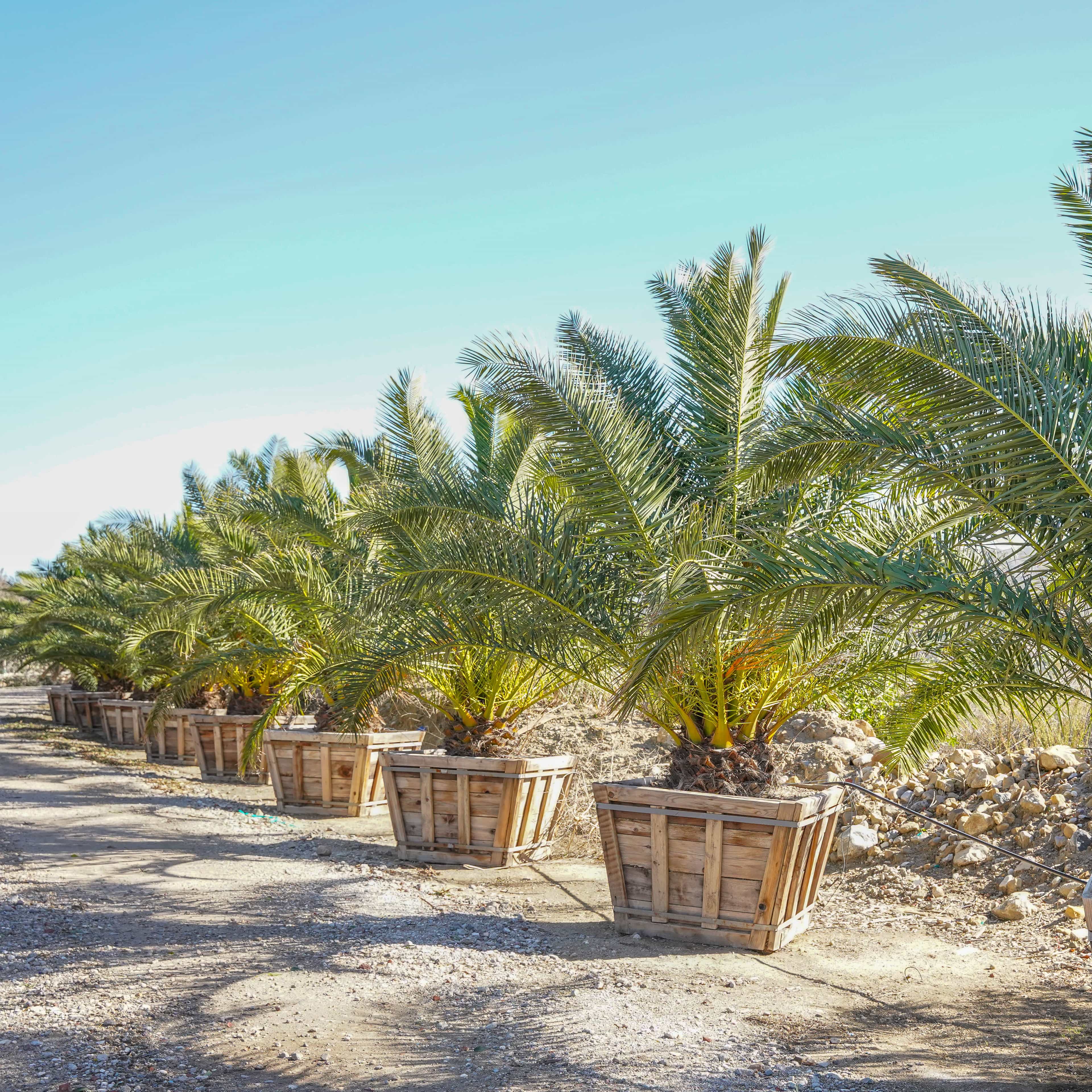 Pineapple Palm (Canary Island Date Palm) row