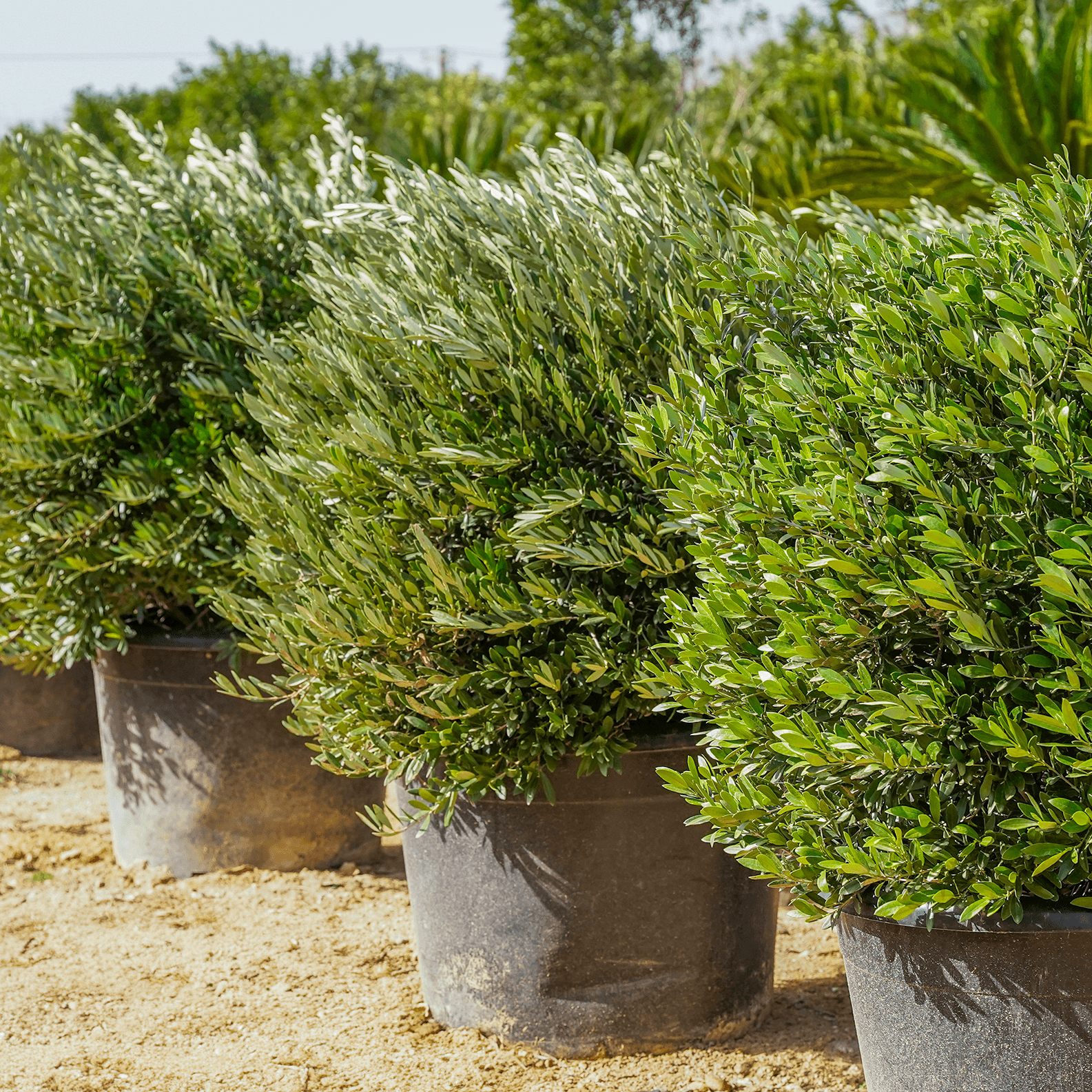 Dwarf Olive